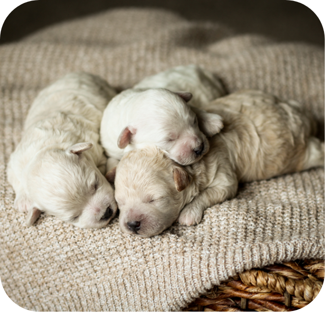 Poochon puppies for sale, shihpoo puppies for sale, maltipoo puppies for sale, teddybear puppies for sale, poochon breeder, maltipoo breeder, maltipoo, poochon, shihpoo, shihpoo  puppy, maltipoo puppy, poochon puppy, bichpoo puppies for sale, bichpoo breeder, puppies for sale, puppies, teddybear puppy d