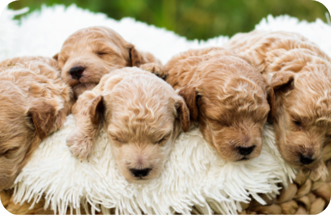 poodle puppies for sale, toy poodle puppies, mini poodle puppies for sale, toy poodle breeder, poodle breeder, parti poodle 