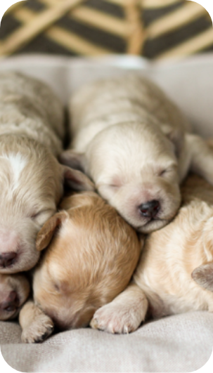 maltipoo puppies for sale, maltipoo breeder, maltipoo, maltipoo puppies, teddybear puppies for sale, multipoo puppies