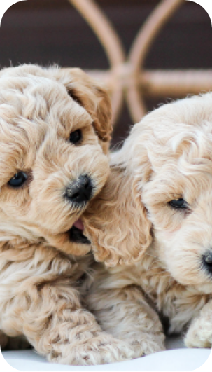 poochon puppy, poochon puppies for sale, poochon breeder, poochon, bichpoo puppies for sale, bichpoo puppy, teddybear puppies