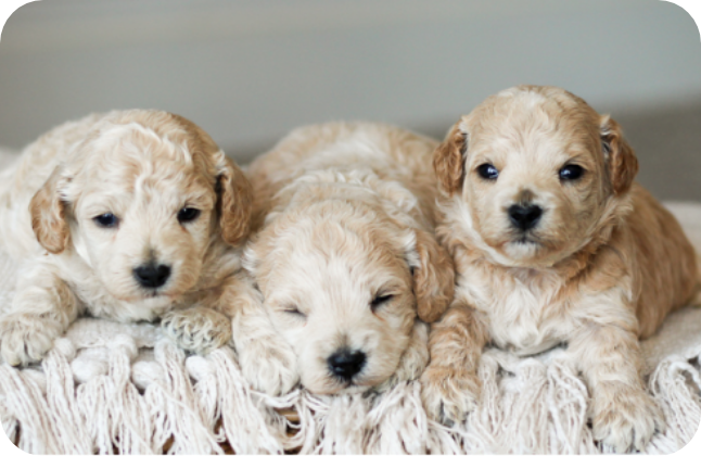 poochon puppy, poochon puppies for sale, poochon breeder, poochon, bichpoo puppies for sale, bichpoo puppy, teddybear puppies