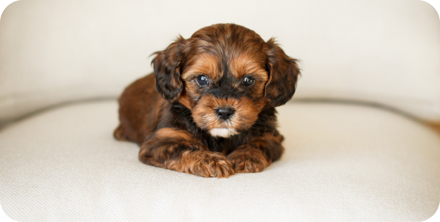 shihpoo puppies for sale, shihpoo puppies, shihpoo, shihpoo breeder, teddybear puppies for sale, teddybear puppies, teddybear puppy, shihtzu poodle puppies, puppies for sale, puppies for sale near me, poochon breeder, poochon puppies for sale, poochon puppies, poochon breeder, maltipoo puppies for sale, maltipoo, maltipoo breeder, maltipoo puppies, malti poo, multipoo, maltepoo, poochon dog, shihpoo dog, maltipoo dog, doodle puppies, doodle puppy breeder, shih poo puppies, shih poo puppy, black puppies, red puppies