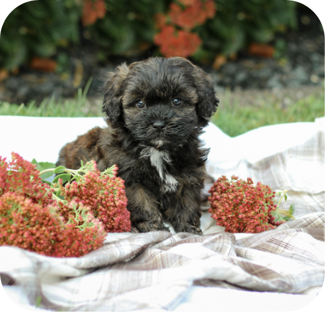 shihpoo puppies for sale, shihpoo puppies, shihpoo, shihpoo breeder, teddybear puppies for sale, teddybear puppies, teddybear puppy, shihtzu poodle puppies, puppies for sale, puppies for sale near me, poochon breeder, poochon puppies for sale, poochon puppies, poochon breeder, maltipoo puppies for sale, maltipoo, maltipoo breeder, maltipoo puppies, malti poo, multipoo, maltepoo, poochon dog, shihpoo dog, maltipoo dog, doodle puppies, doodle puppy breeder, shih poo puppies, shih poo puppy, black puppies, red puppies