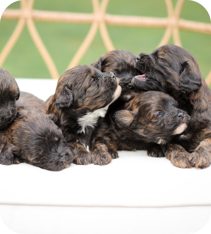 shihpoo puppies for sale, shihpoo breeder, shihpoo puppies, shihoo, teddybear puppy, teddybear puppies for sale, teddybear puppy breeder, puppies for sale, shihtzu poodle puppies, poodle shihtzu puppies for sale, puppies for sale near me, maltipoo puppies for sale, 