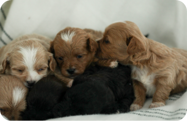 shihpoo puppies for sale, shihpoo puppies, shihpoo breeder, shihpoo, teddybear puppies for sale, teddybear puppies, puppies