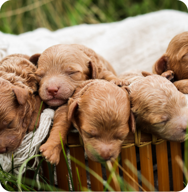 poochon puppies for sale, poochon breeder, poochon puppy, teddybear puppies for sale, puppies for sale, teddybear puppy, teddybear puppy breeder, bichpoo puppies for sale, bichpoo puppies, bichpoo breeder, bichpoo puppy, maltipoo puppies for sale maltipoo breeder, maltipoo, teddybear puppies for sale, multipoo, maltepoo, shihpoo puppies for sale, shihpoo puppies, shihpoo, shihpoo breeder,, teddybear puppies, , shihtzu poodle puppies,