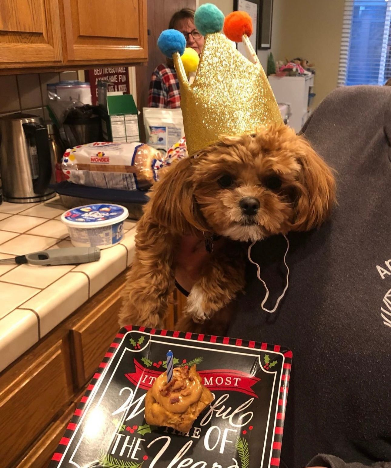 shihpoo puppies for sale, shihpoo puppies, shihpoo breeder,  shihpoo puppy. shihtzu poodle mix, poodle shihtzu, shihpoo, shih poo, shih poo puppies for sale, puppies for sale, shihpoo puppies for sale near me, teddy bear puppies for sale, teddybear puppies for sale, teddybear puppies, teddybear puppy, teddybear puppy breeder, designer puppies for sale, small puppies for sale, hypoallergenic puppies, nonshedding puppies, healthy puppies