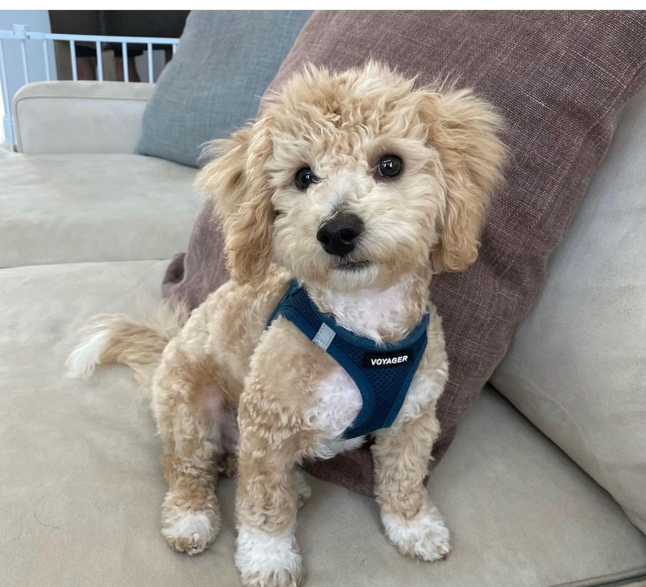 poochon puppy, poochon puppies for sale, poochon breeder, poochon, bichpoo puppies for sale, bichpoo puppy, teddybear puppies