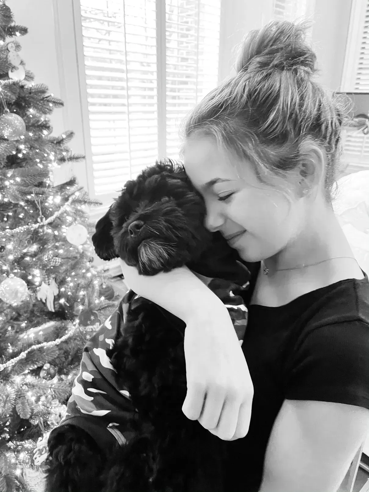 shihpoo puppies for sale, shihpoo puppies, shihpoo breeder,  shihpoo puppy. shihtzu poodle mix, poodle shihtzu, shihpoo, shih poo, shih poo puppies for sale, puppies for sale, shihpoo puppies for sale near me, teddy bear puppies for sale, teddybear puppies for sale, teddybear puppies, teddybear puppy, teddybear puppy breeder, designer puppies for sale, small puppies for sale, hypoallergenic puppies, nonshedding puppies, healthy puppies