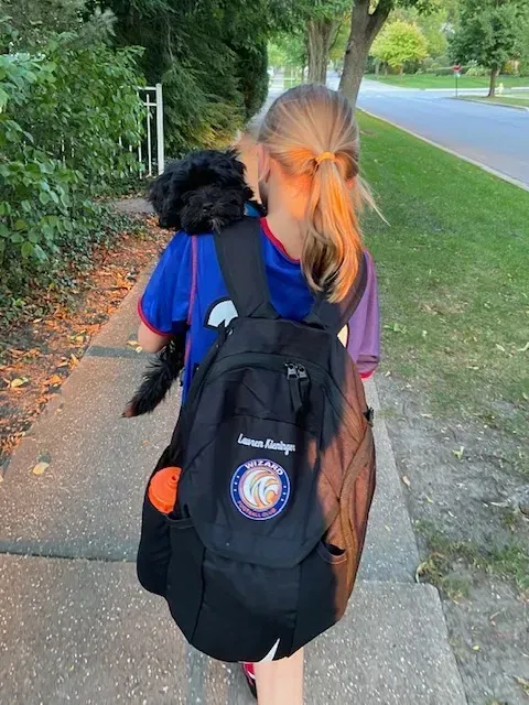 shihpoo puppies for sale, shihpoo puppies, shihpoo breeder,  shihpoo puppy. shihtzu poodle mix, poodle shihtzu, shihpoo, shih poo, shih poo puppies for sale, puppies for sale, shihpoo puppies for sale near me, teddy bear puppies for sale, teddybear puppies for sale, teddybear puppies, teddybear puppy, teddybear puppy breeder, designer puppies for sale, small puppies for sale, hypoallergenic puppies, nonshedding puppies, healthy puppies