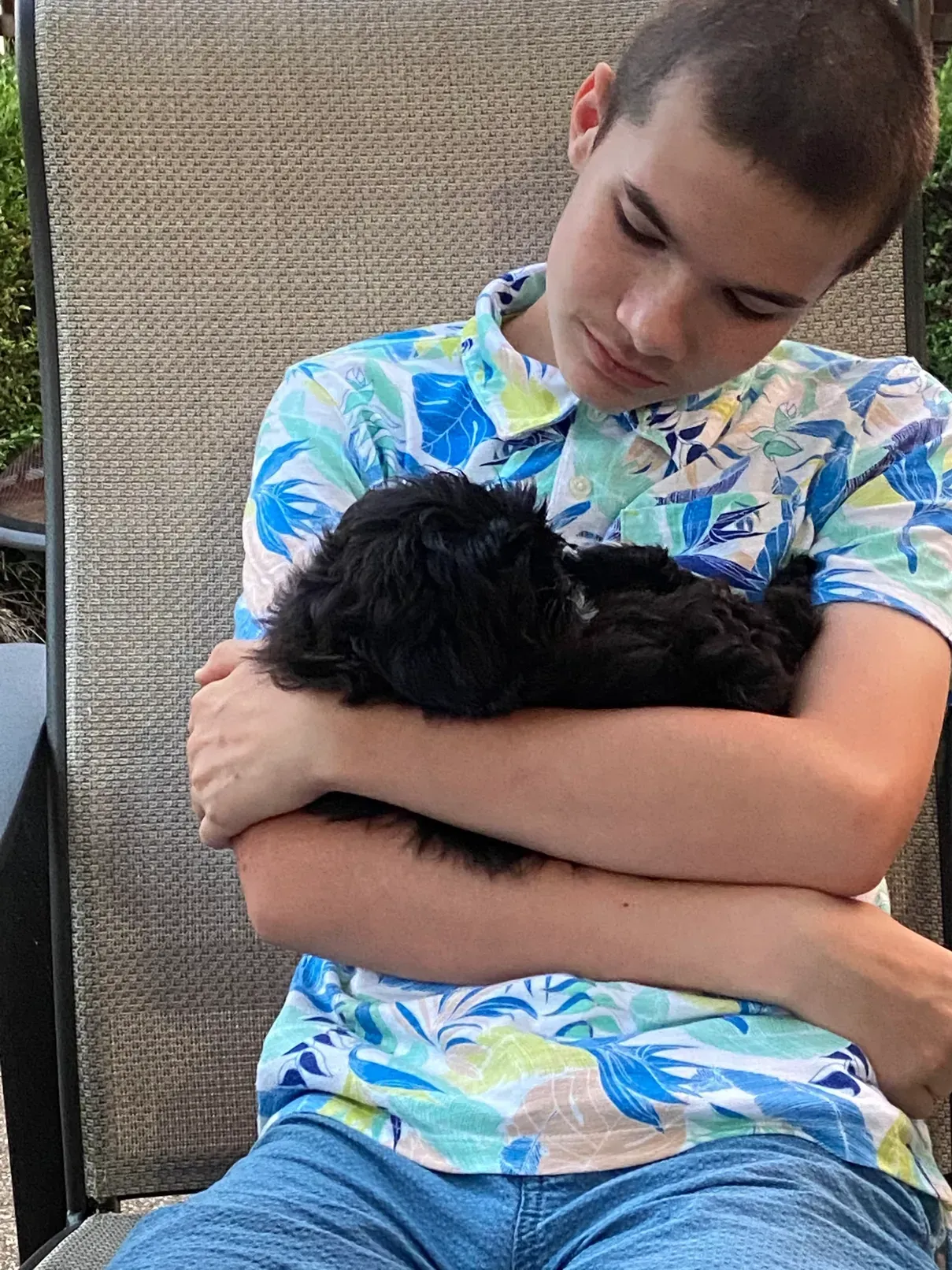 shihpoo puppies for sale, shihpoo puppies, shihpoo breeder,  shihpoo puppy. shihtzu poodle mix, poodle shihtzu, shihpoo, shih poo, shih poo puppies for sale, puppies for sale, shihpoo puppies for sale near me, teddy bear puppies for sale, teddybear puppies for sale, teddybear puppies, teddybear puppy, teddybear puppy breeder, designer puppies for sale, small puppies for sale, hypoallergenic puppies, nonshedding puppies, healthy puppies