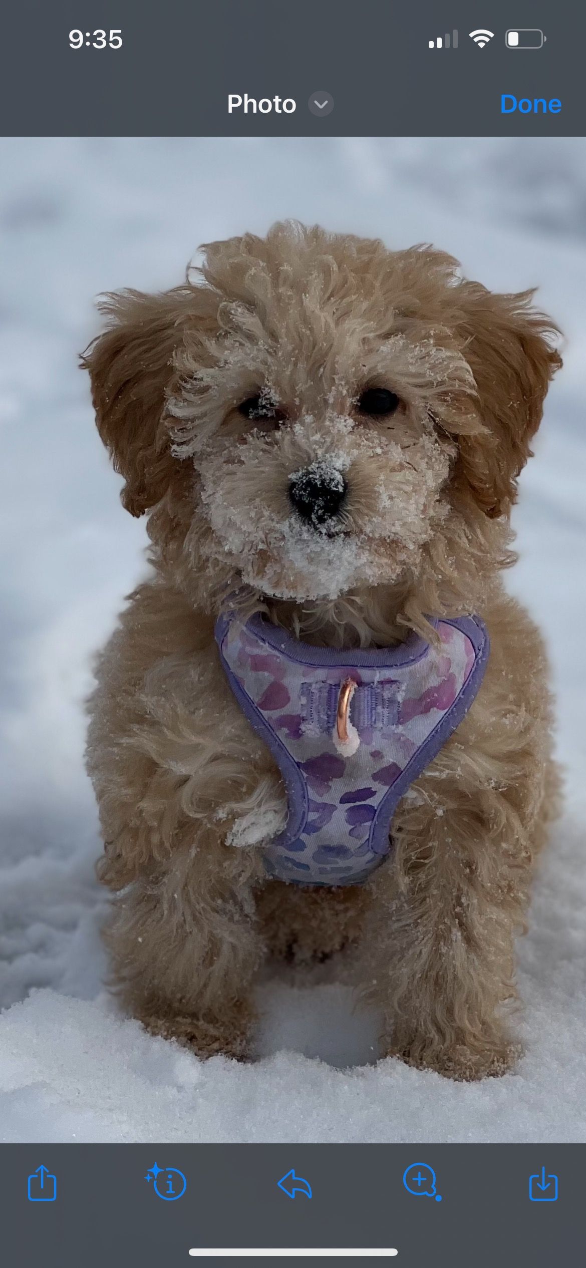 poochon puppy, poochon puppies for sale, poochon breeder, poochon, bichpoo puppies for sale, bichpoo puppy, teddybear puppies