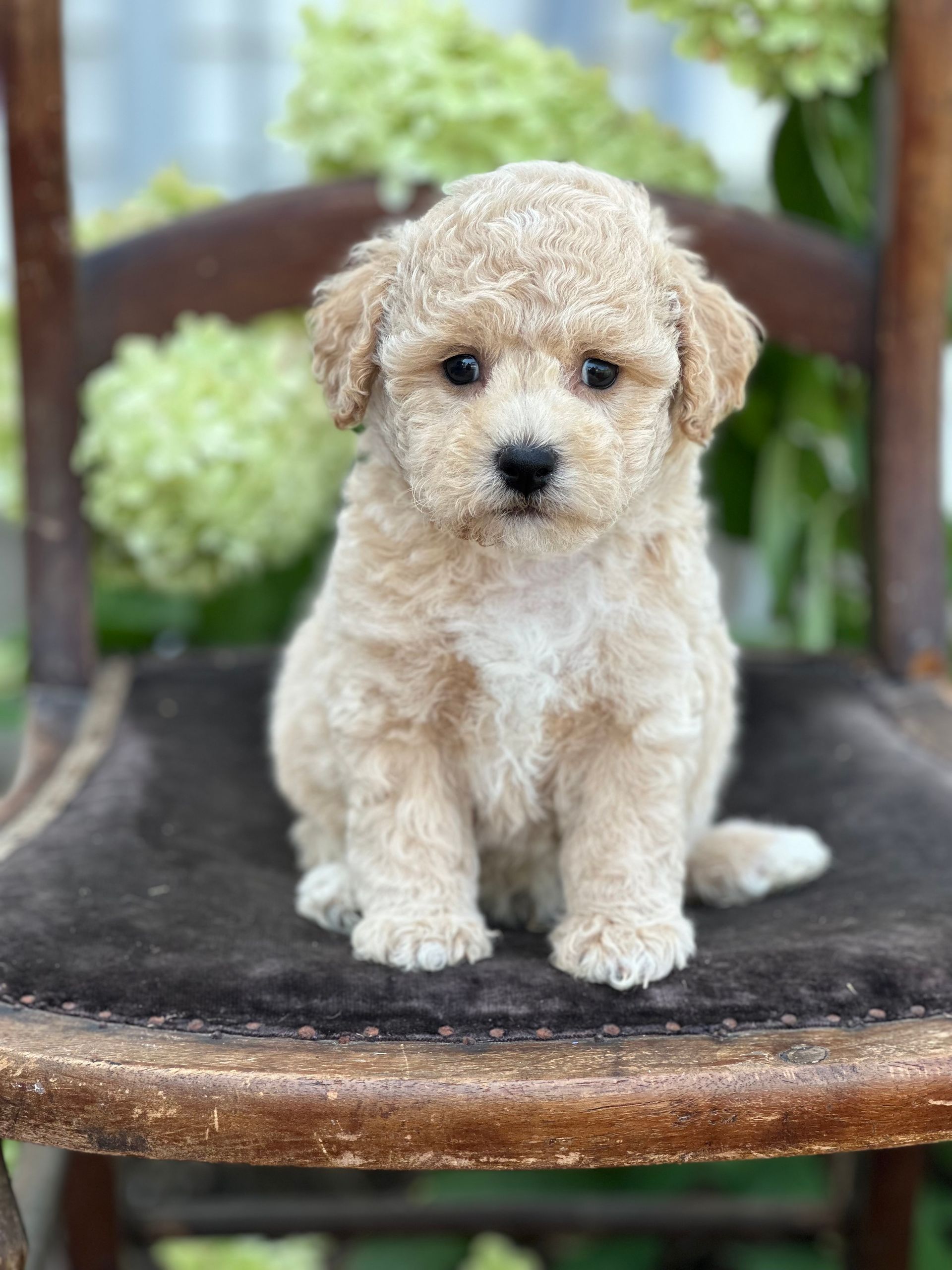 Poochon Puppies for sale, poochon puppies, bichpoo puppies, teddybear puppies for sale, teddybear puppies, teddybear puppy breeder, poochon breeder, puppies for sale
