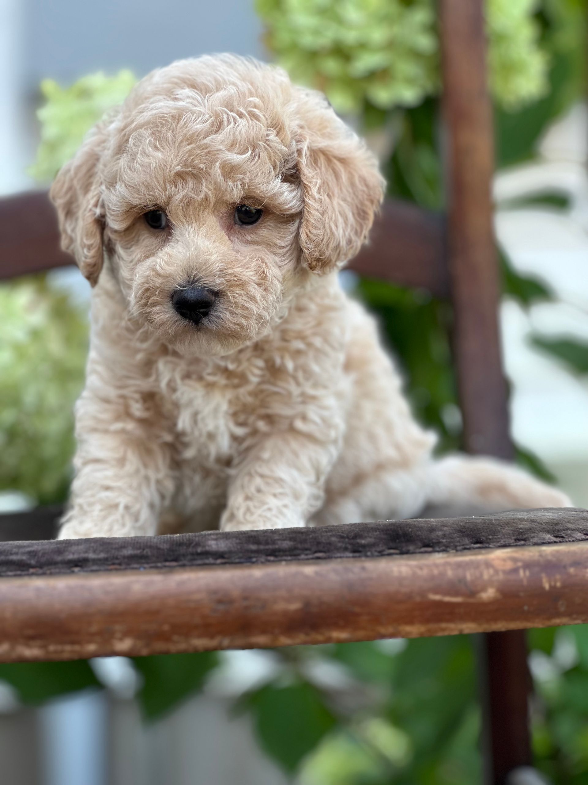 Poochon Puppies for sale, poochon puppies, bichpoo puppies, teddybear puppies for sale, teddybear puppies, teddybear puppy breeder, poochon breeder, puppies for sale
