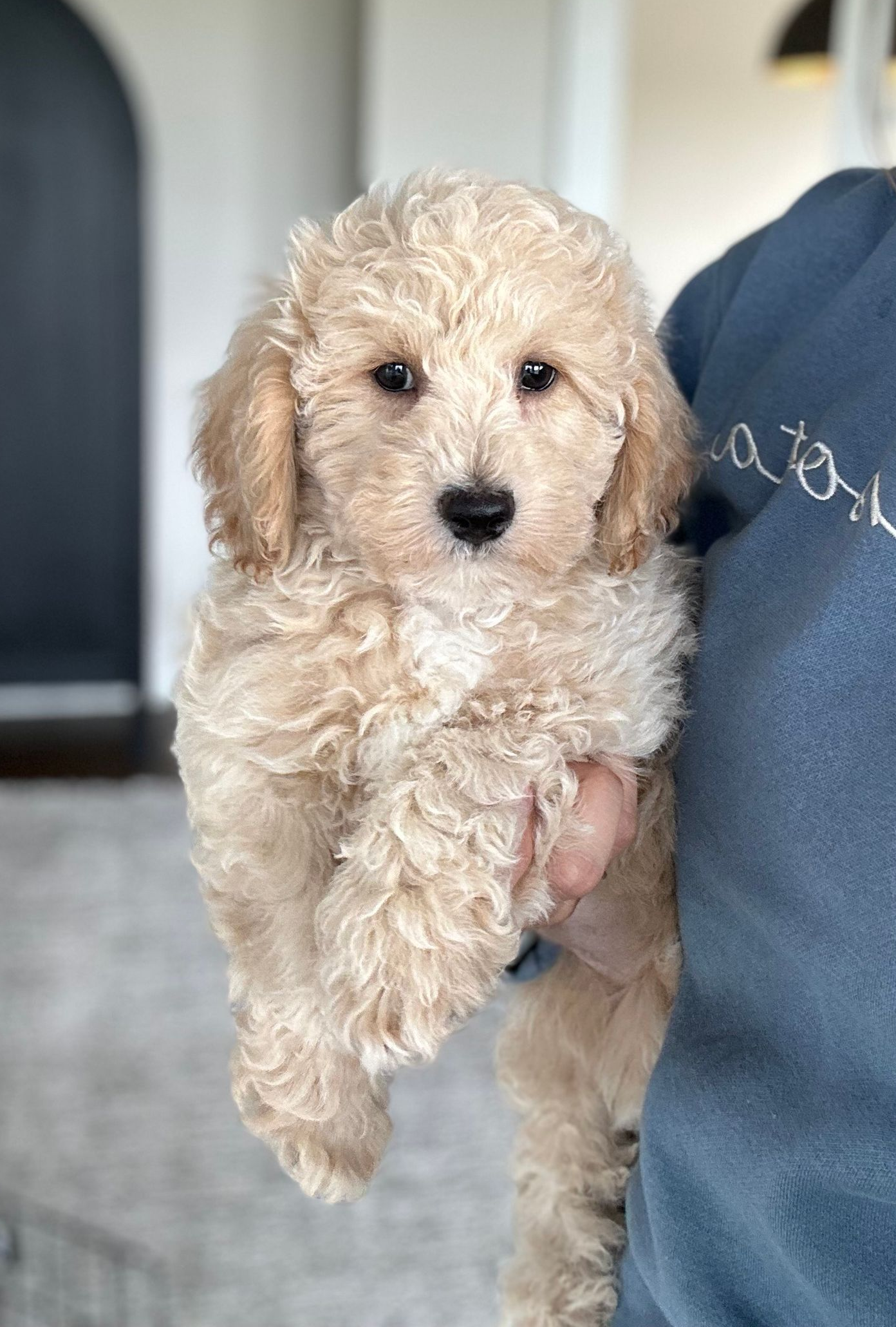 Poochon Puppies for sale, poochon puppies, bichpoo puppies, teddybear puppies for sale, teddybear puppies, teddybear puppy breeder, poochon breeder, puppies for sale