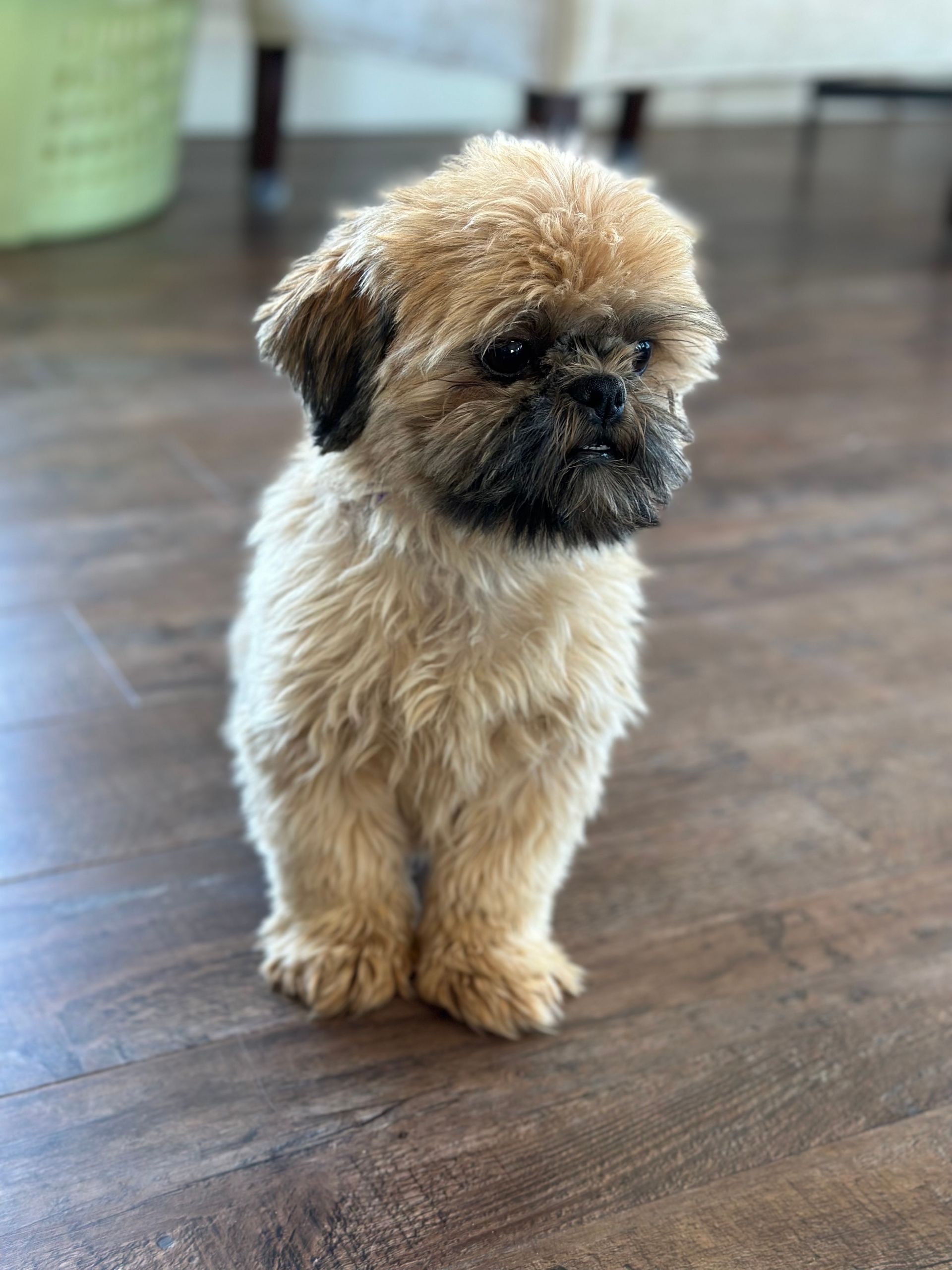 shihpoo, shihpoo puppies for sale. shihpoo puppies, shihpoo breeder, shih poo, shih poo puppies for sale, shih poo breeder,  teddybear puppies for sale, teddy bear puppies, teddy bear puppy breeder, puppies for sale, small puppy breeder, dog breeder, small dog breeder, brick house puppies, poodle