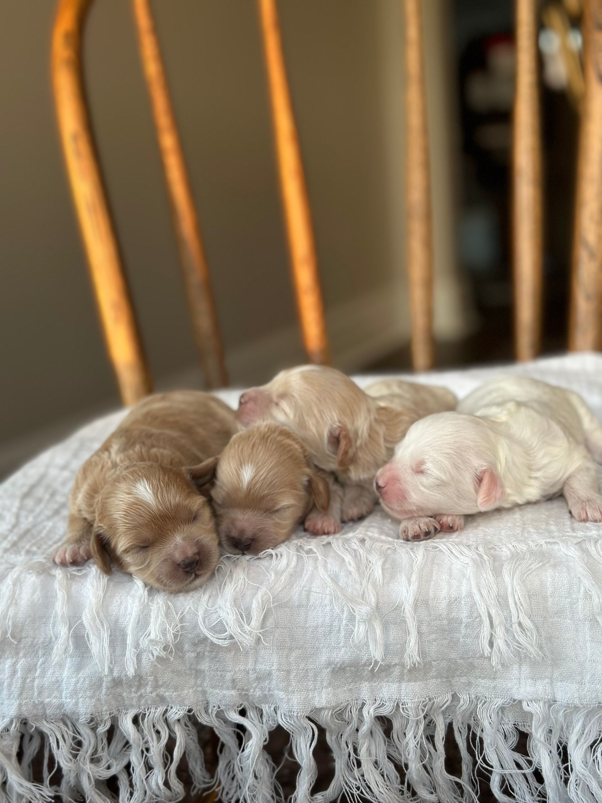 maltipoo puppies for sale, maltipoo puppies, maltese poodle, maltipoo, teddybear puppies for sale, teddybear puppies, puppies for sale, maltipoo breeder, multipoo puppies, multipooh, breeder of ,maltipoo puppies