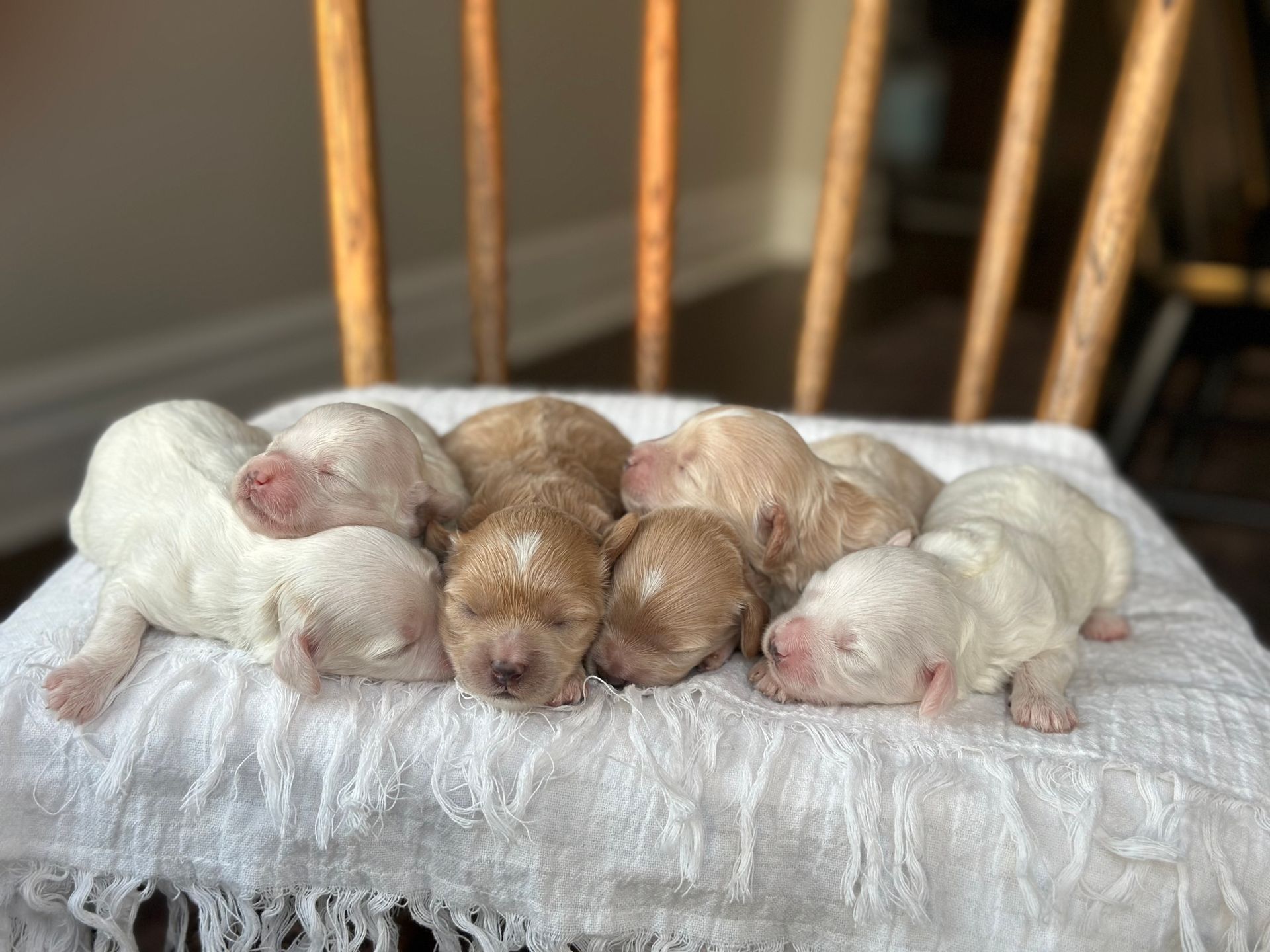 maltipoo puppies for sale, maltipoo puppies, maltese poodle, maltipoo, teddybear puppies for sale, teddybear puppies, puppies for sale, maltipoo breeder, multipoo puppies, multipooh, breeder of ,maltipoo puppies,