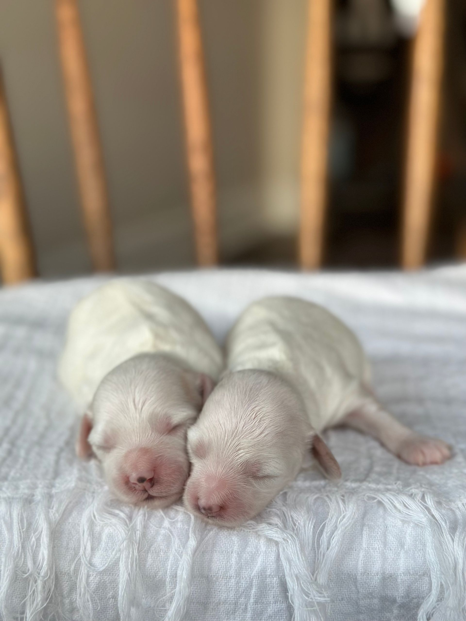 maltipoo puppies for sale, maltipoo puppies, maltese poodle, maltipoo, teddybear puppies for sale, teddybear puppies, puppies for sale, maltipoo breeder, multipoo puppies, multipooh, breeder of ,maltipoo puppies