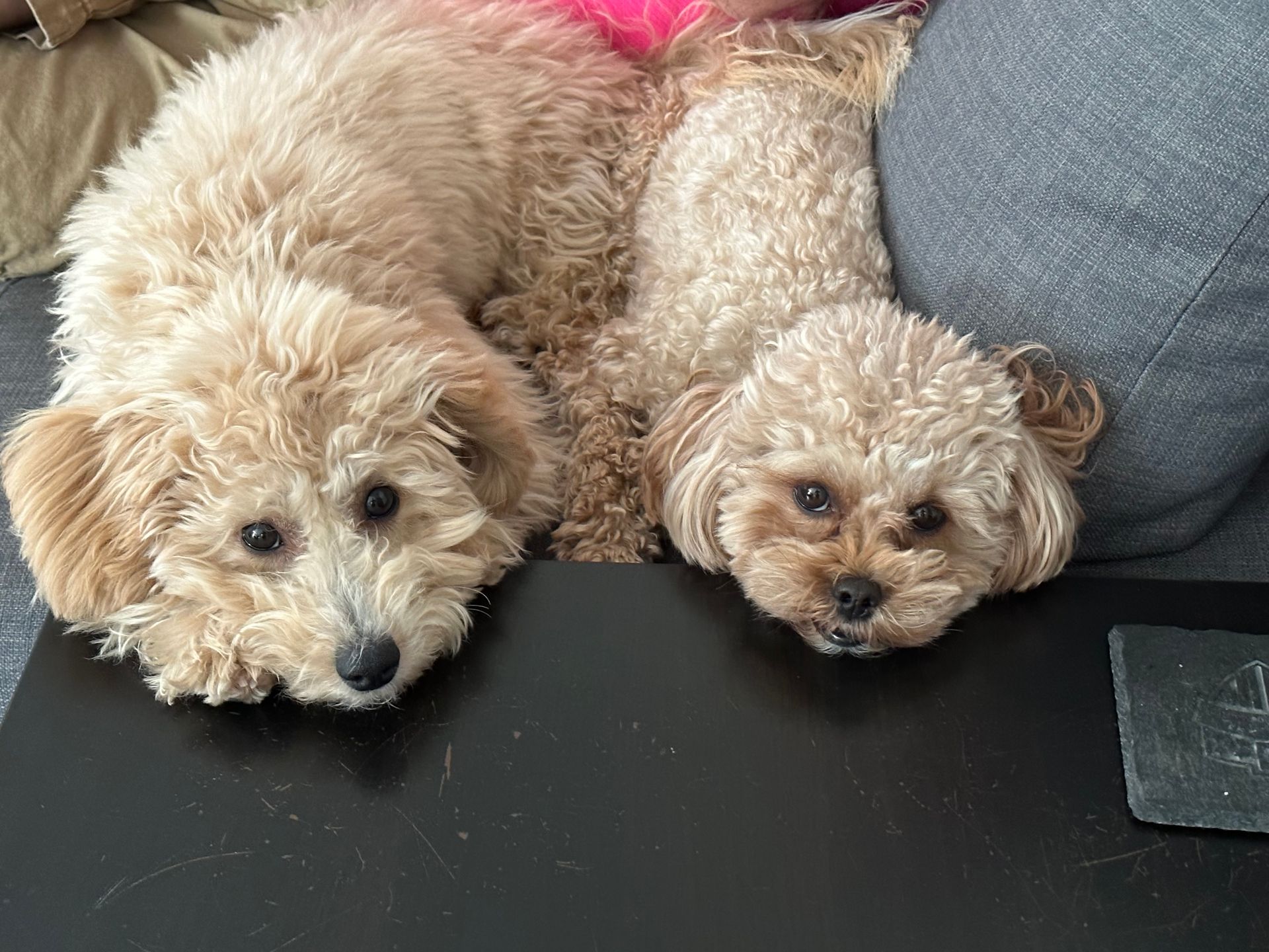 poochon puppy, poochon puppies for sale, poochon breeder, poochon, bichpoo puppies for sale, bichpoo puppy, teddybear puppies