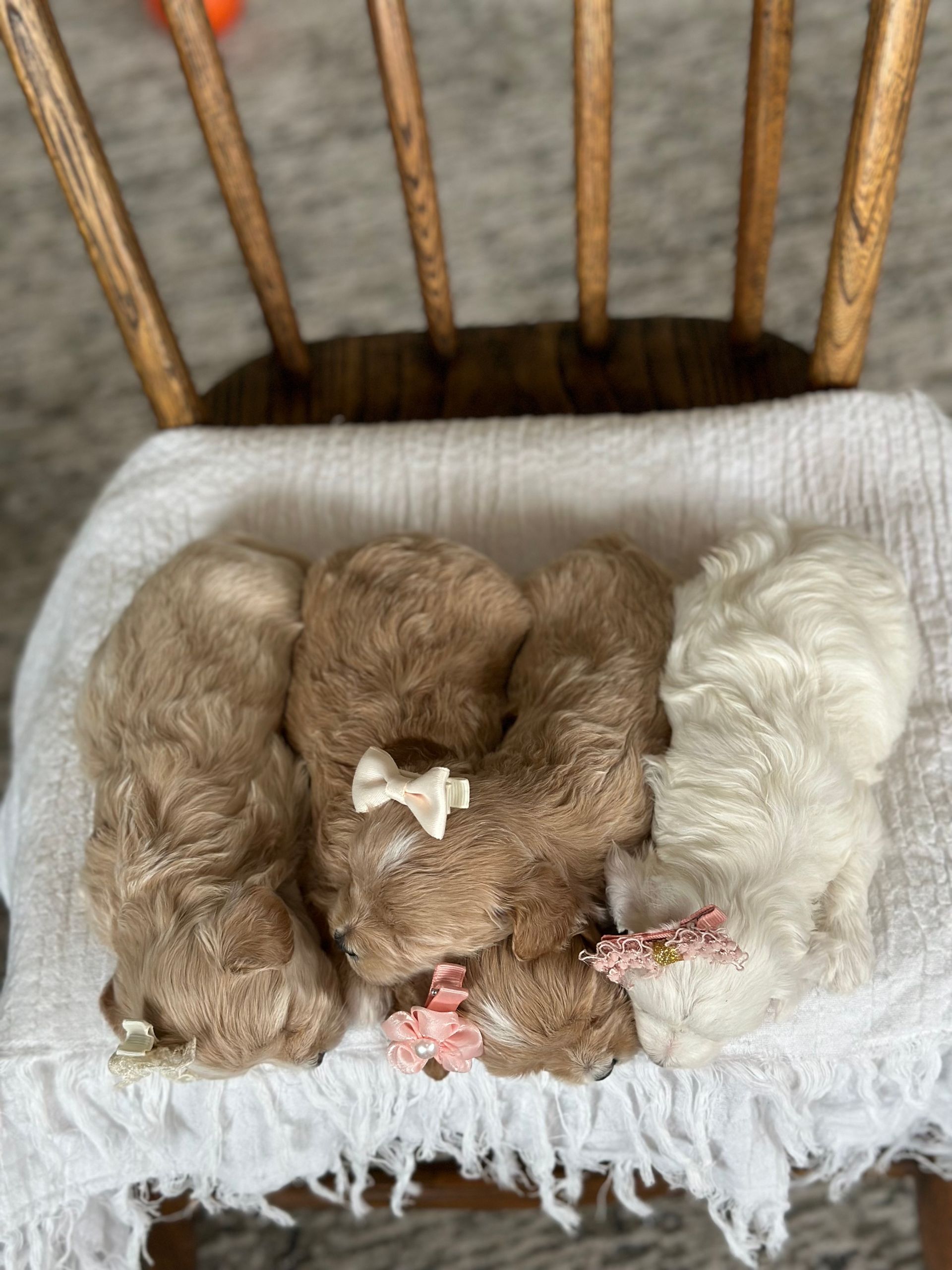 maltipoo puppies for sale, maltipoo puppies, maltese poodle, maltipoo, teddybear puppies for sale, teddybear puppies, puppies for sale, maltipoo breeder, multipoo puppies, multipooh, breeder of ,maltipoo puppies