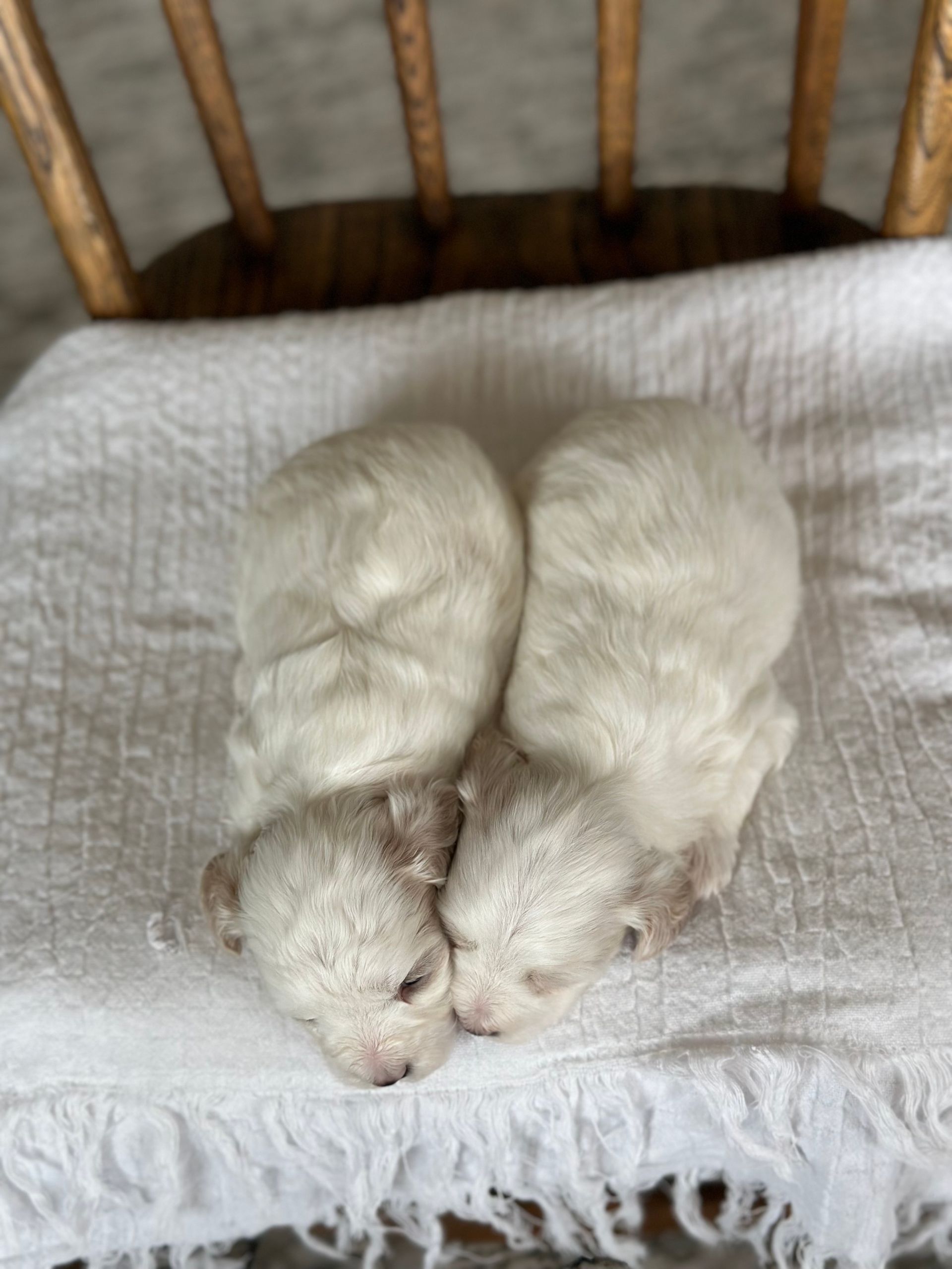 maltipoo puppies for sale, maltipoo puppies, maltese poodle, maltipoo, teddybear puppies for sale, teddybear puppies, puppies for sale, maltipoo breeder, multipoo puppies, multipooh, breeder of ,maltipoo puppies