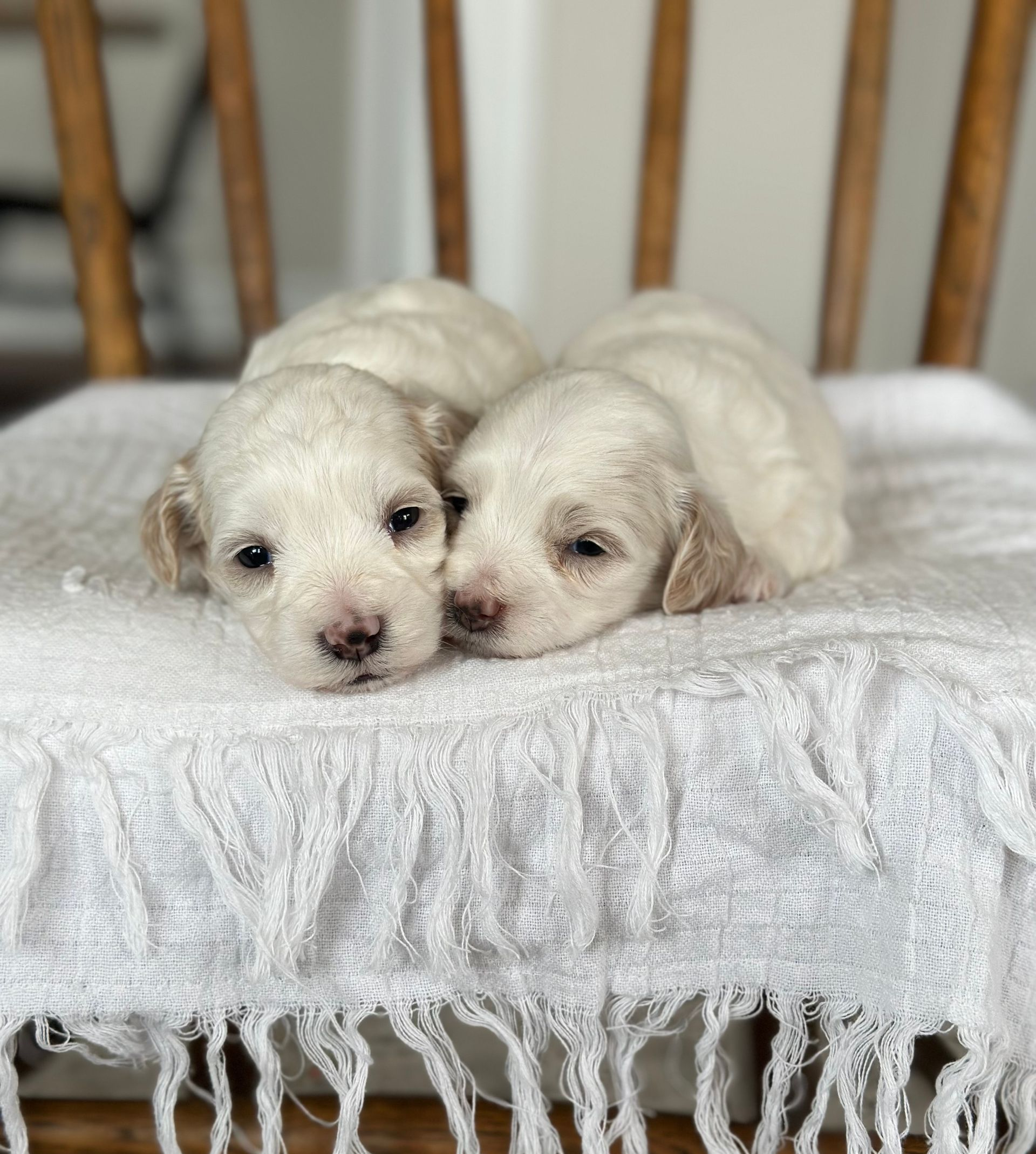 maltipoo puppies for sale, maltipoo puppies, maltese poodle, maltipoo, teddybear puppies for sale, teddybear puppies, puppies for sale, maltipoo breeder, multipoo puppies, multipooh, breeder of ,maltipoo puppies