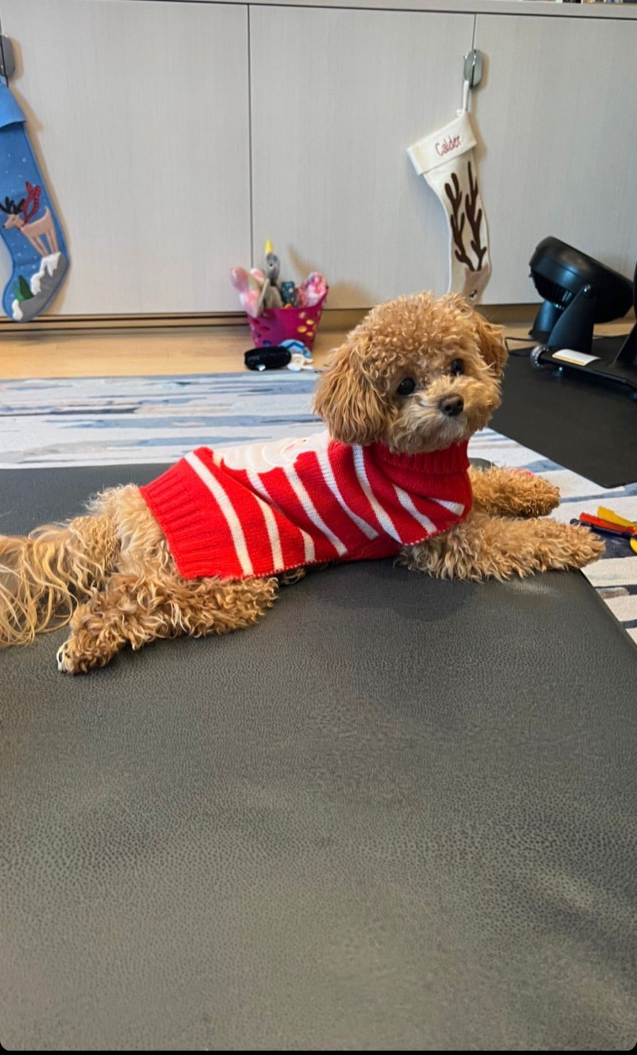 poochon puppy, poochon puppies for sale, poochon breeder, poochon, bichpoo puppies for sale, bichpoo puppy, teddybear puppies