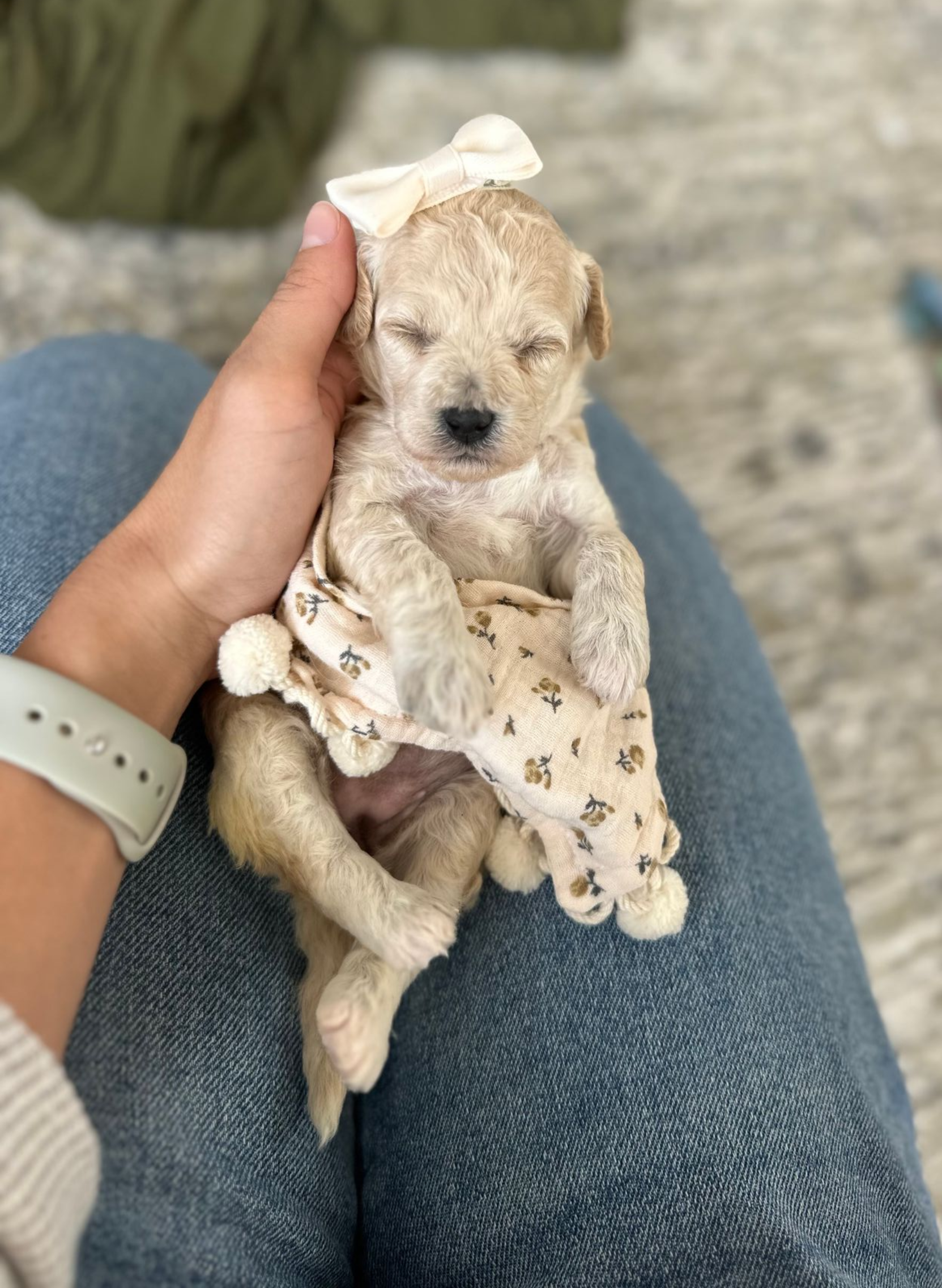 Poochon Puppies for sale, poochon puppies, bichpoo puppies, teddybear puppies for sale, teddybear puppies, teddybear puppy breeder, poochon breeder, puppies for sale