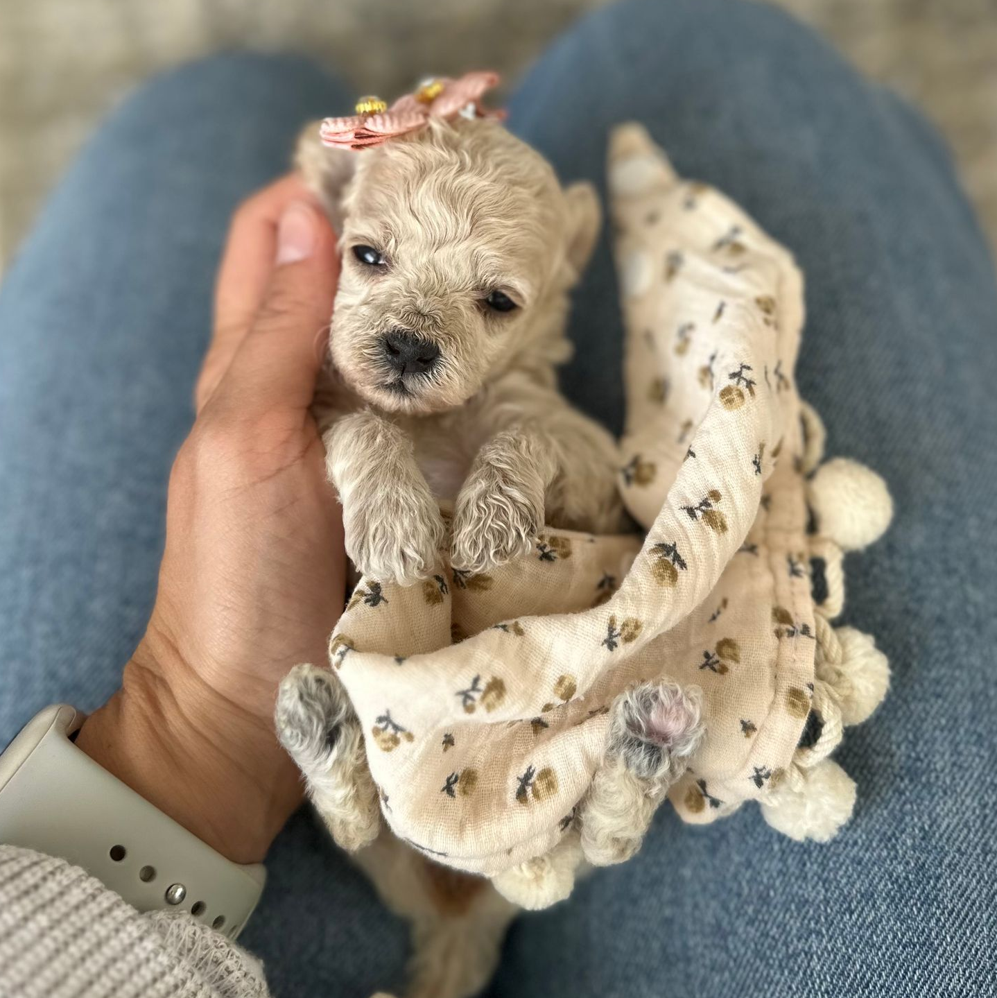 Poochon Puppies for sale, poochon puppies, bichpoo puppies, teddybear puppies for sale, teddybear puppies, teddybear puppy breeder, poochon breeder, puppies for sale