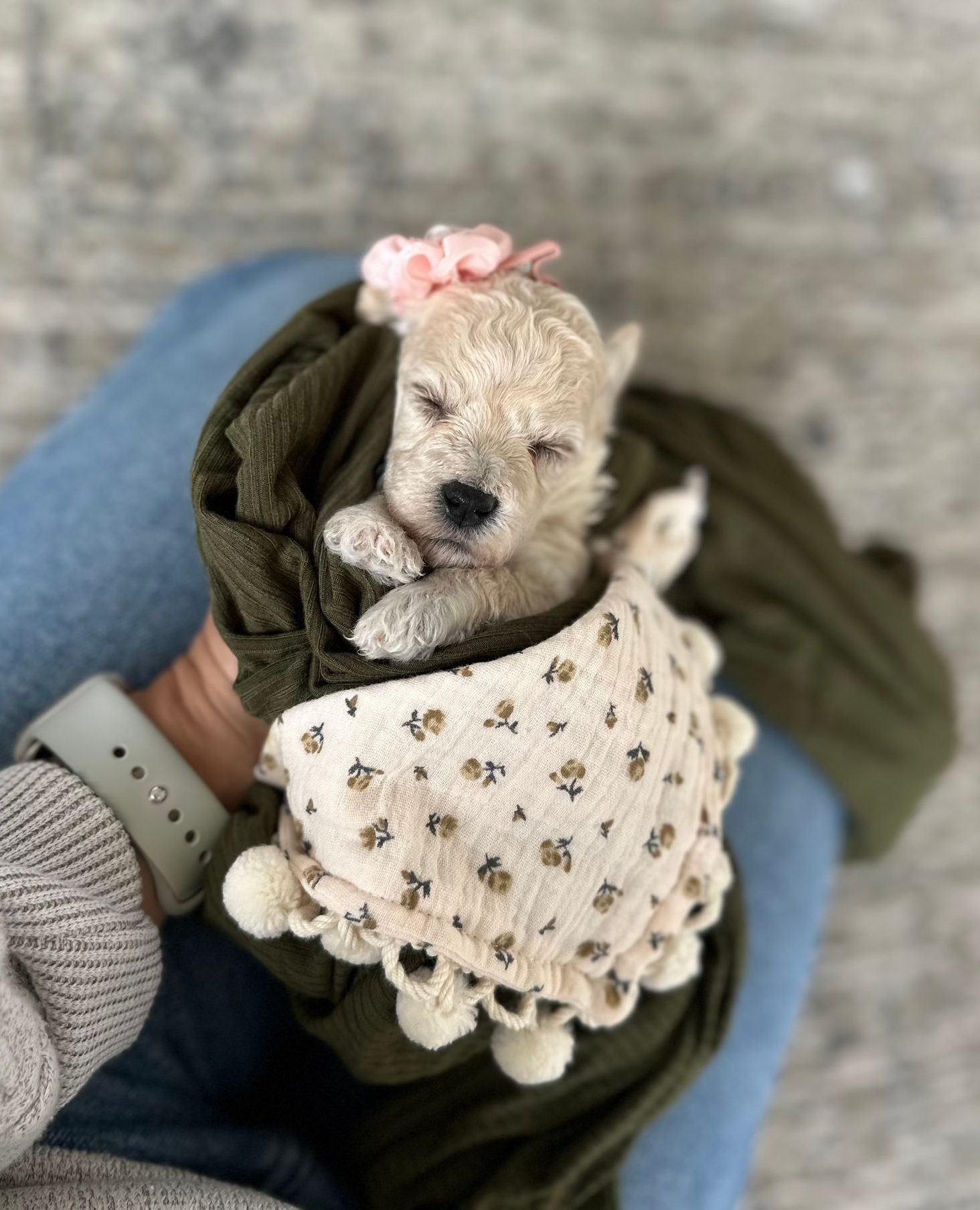 Poochon Puppies for sale, poochon puppies, bichpoo puppies, teddybear puppies for sale, teddybear puppies, teddybear puppy breeder, poochon breeder, puppies for sale