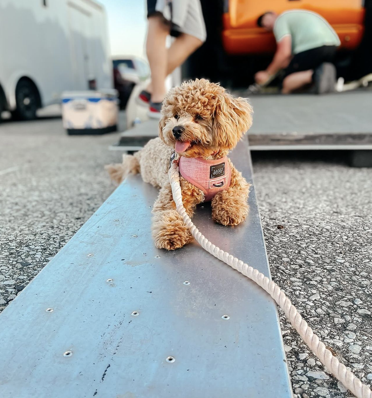 poochon puppy, poochon puppies for sale, poochon breeder, poochon, bichpoo puppies for sale, bichpoo puppy, teddybear puppies, bichpoo breeder, bichpoo, bichon poodle puppies for sale, bichon poodle, bichonpoo, pooshon puppies for sale, hypoallergenic puppies, non shedding puppies, teddybear puppies for sale