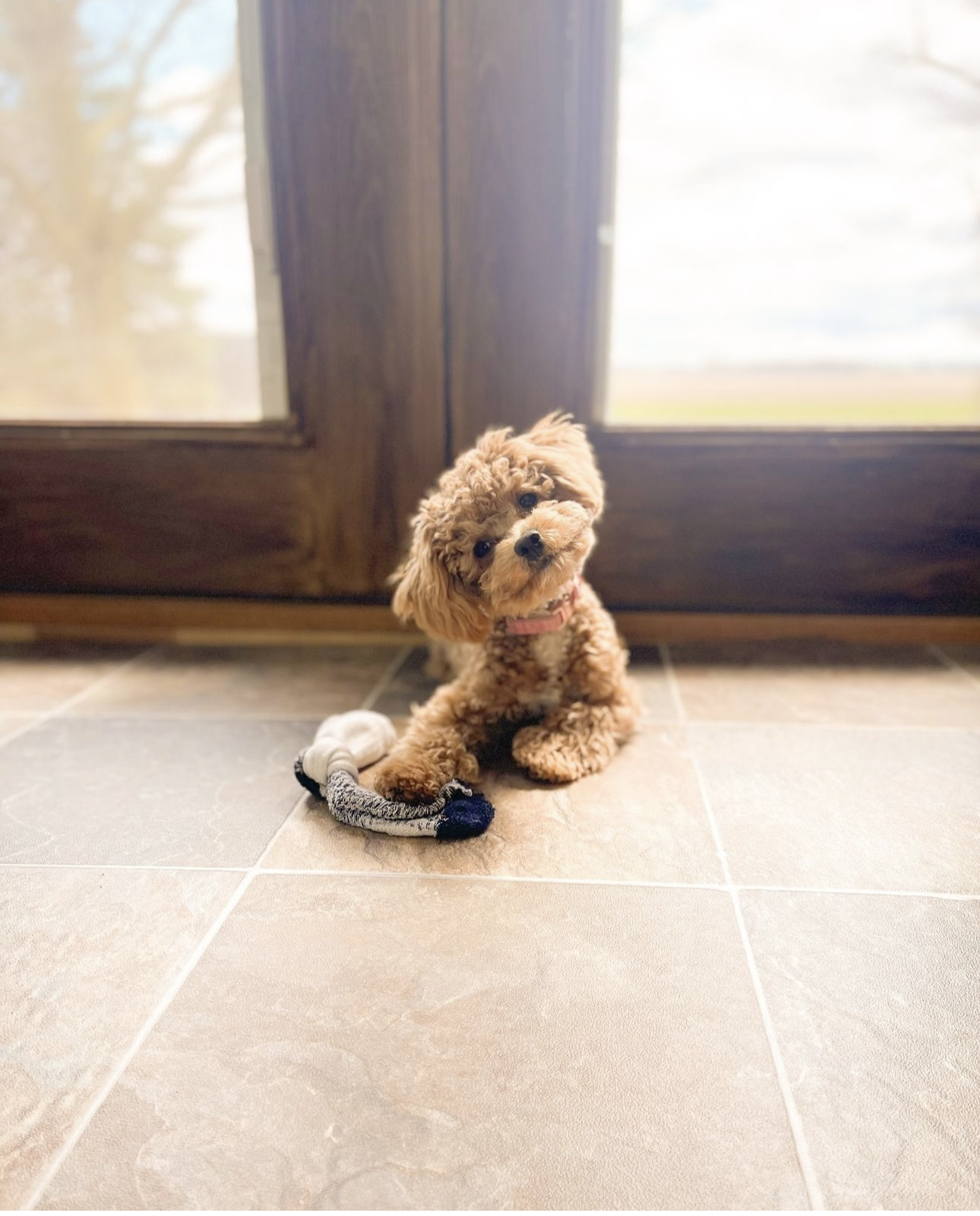 poochon puppy, poochon puppies for sale, poochon breeder, poochon, bichpoo puppies for sale, bichpoo puppy, teddybear puppies, bichpoo breeder, bichpoo, bichon poodle puppies for sale, bichon poodle, bichonpoo, pooshon puppies for sale, hypoallergenic puppies, non shedding puppies, teddybear puppies for sale