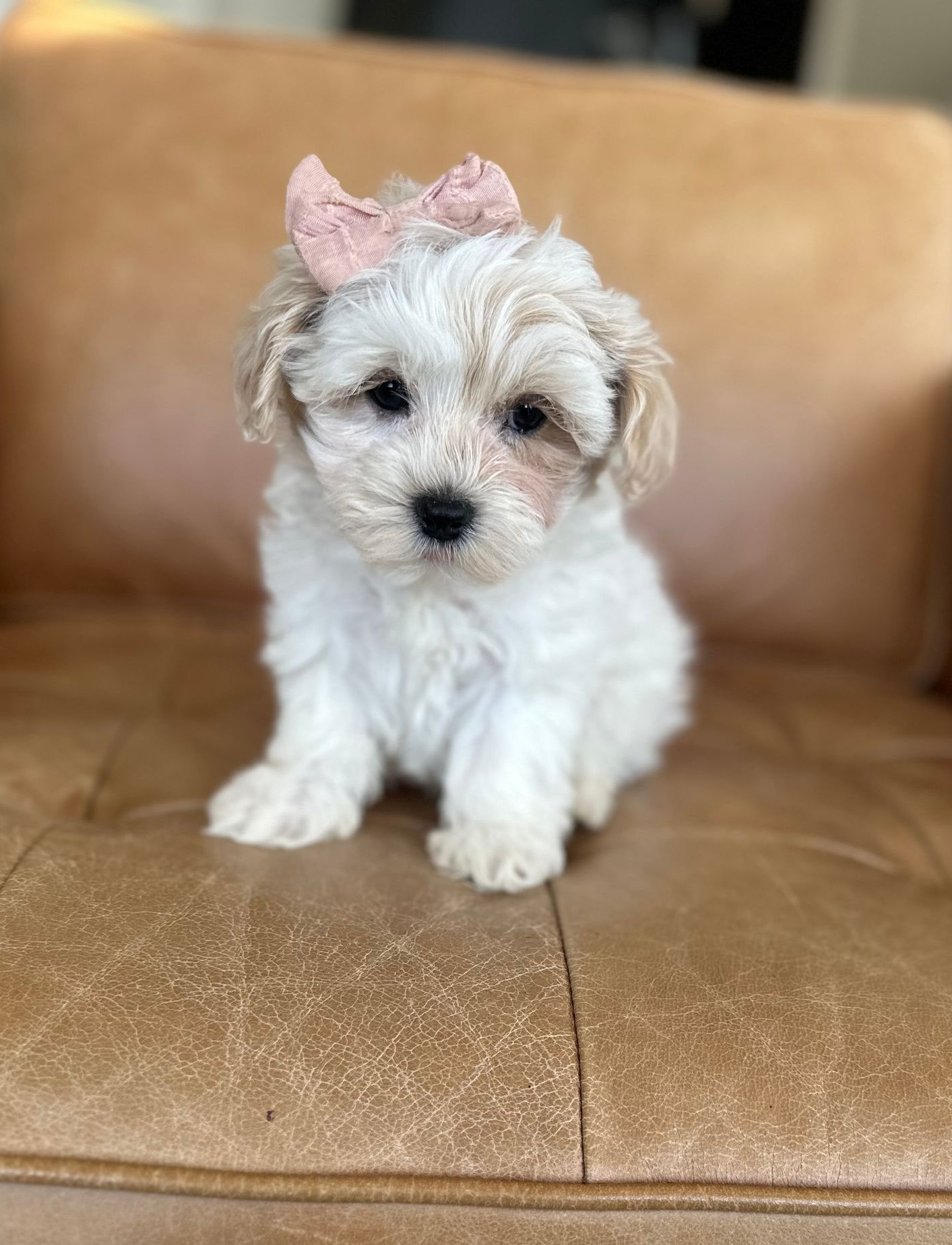 maltipoo puppies for sale, maltipoo puppies, maltese poodle, maltipoo, teddybear puppies for sale, teddybear puppies, puppies for sale, maltipoo breeder, multipoo puppies, multipooh, breeder of ,maltipoo puppies