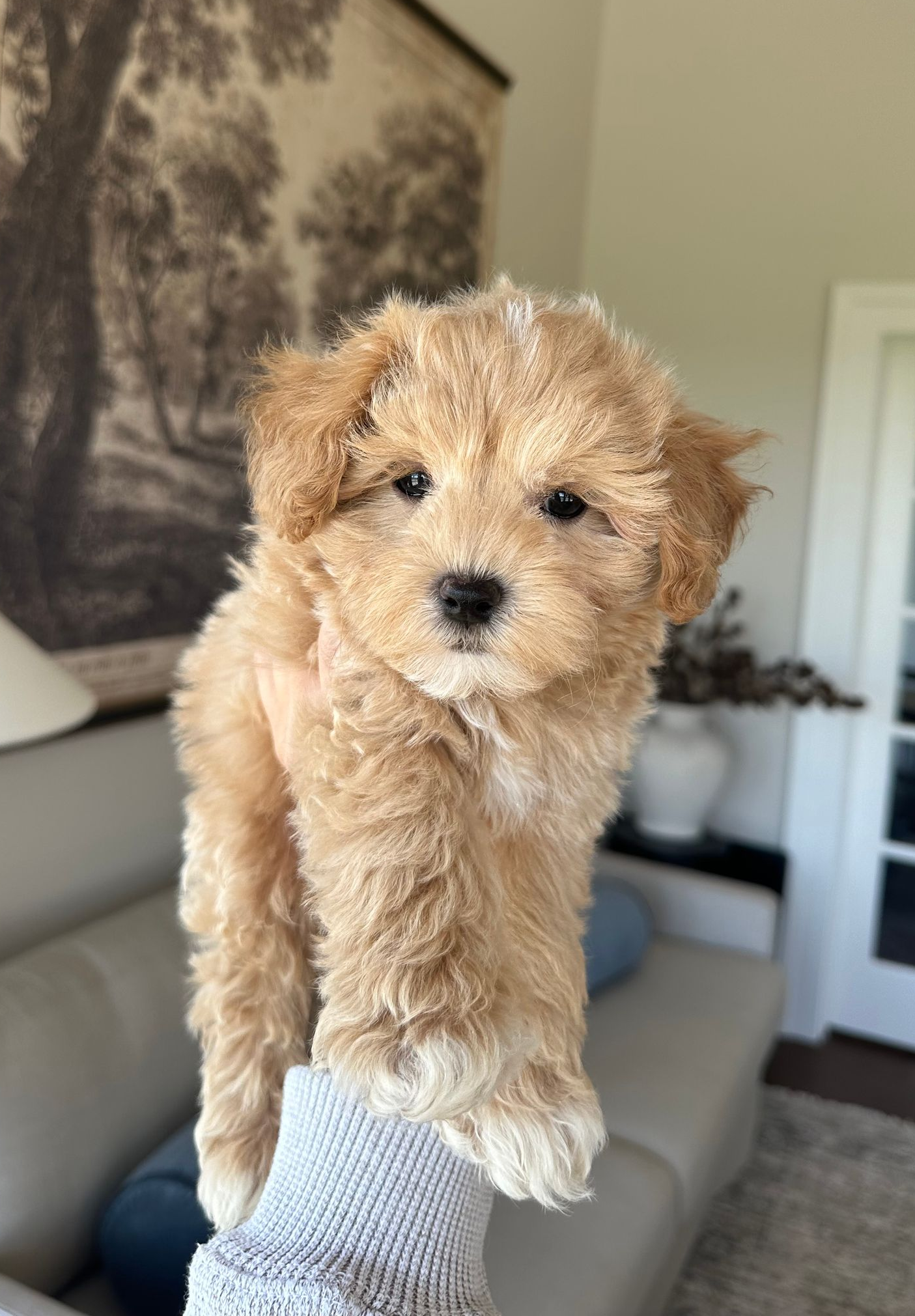 maltipoo puppies for sale, maltipoo puppies, maltese poodle, maltipoo, teddybear puppies for sale, teddybear puppies, puppies for sale, maltipoo breeder, multipoo puppies, multipooh, breeder of ,maltipoo puppies