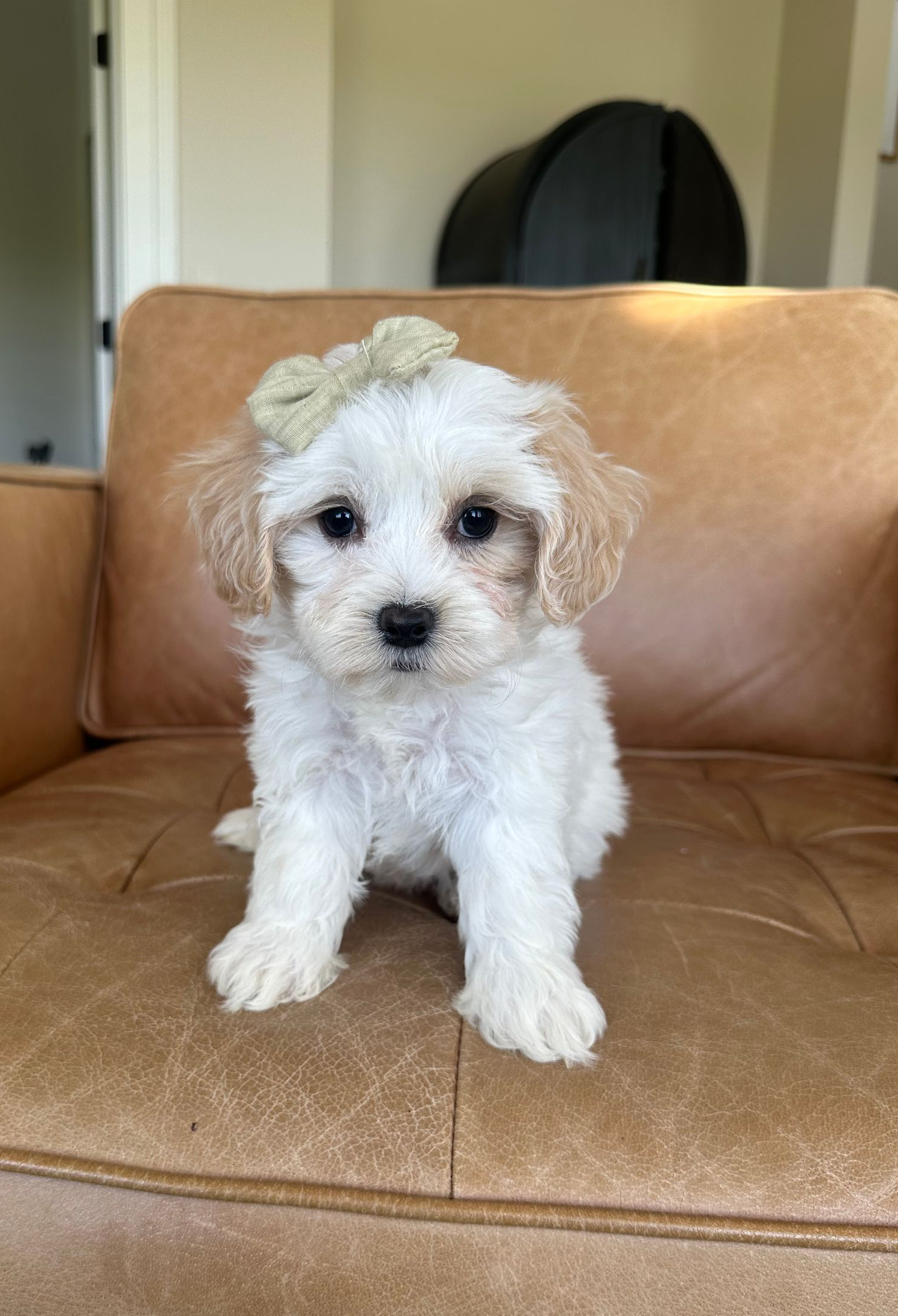 maltipoo puppies for sale, maltipoo puppies, maltese poodle, maltipoo, teddybear puppies for sale, teddybear puppies, puppies for sale, maltipoo breeder, multipoo puppies, multipooh, breeder of ,maltipoo puppies