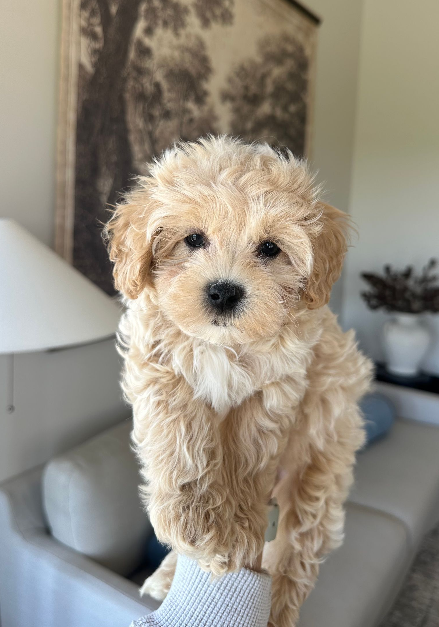 maltipoo puppies for sale, maltipoo puppies, maltese poodle, maltipoo, teddybear puppies for sale, teddybear puppies, puppies for sale, maltipoo breeder, multipoo puppies, multipooh, breeder of ,maltipoo puppies