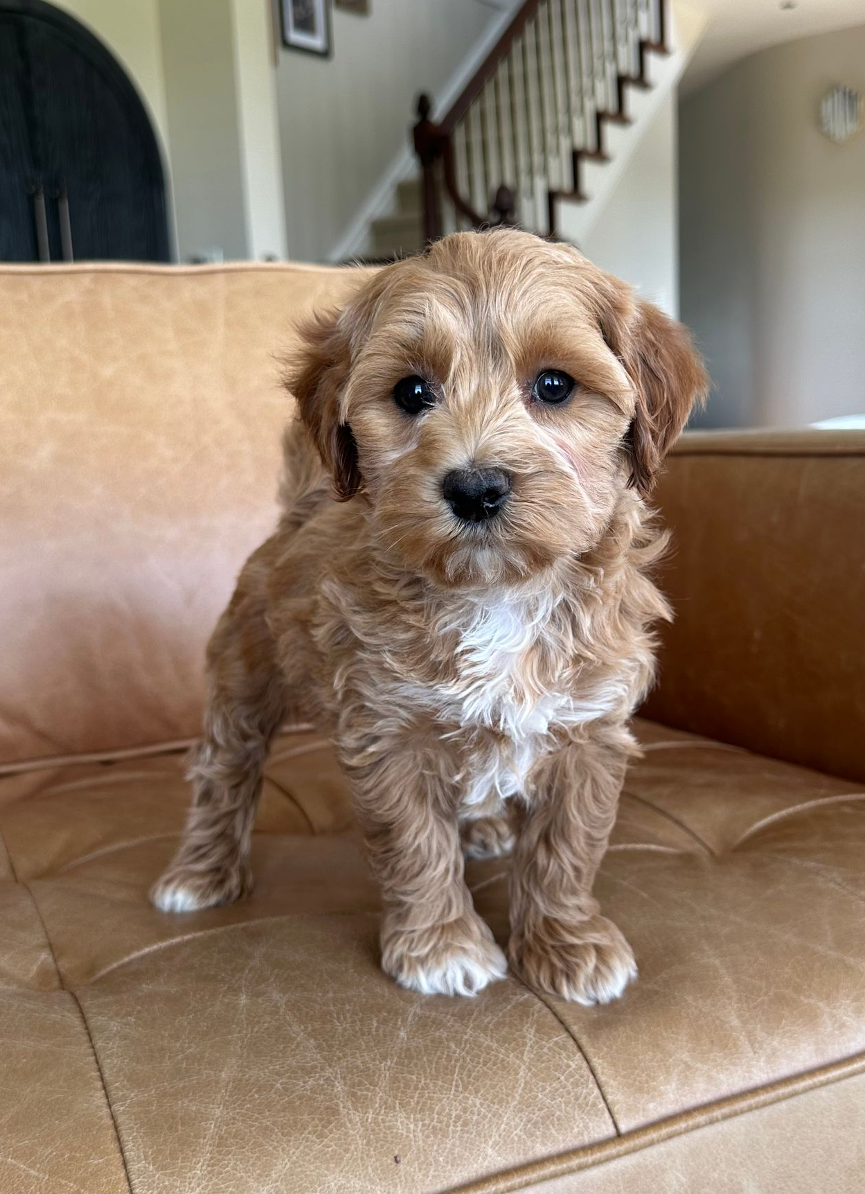 maltipoo puppies for sale, maltipoo puppies, maltese poodle, maltipoo, teddybear puppies for sale, teddybear puppies, puppies for sale, maltipoo breeder, multipoo puppies, multipooh, breeder of ,maltipoo puppies