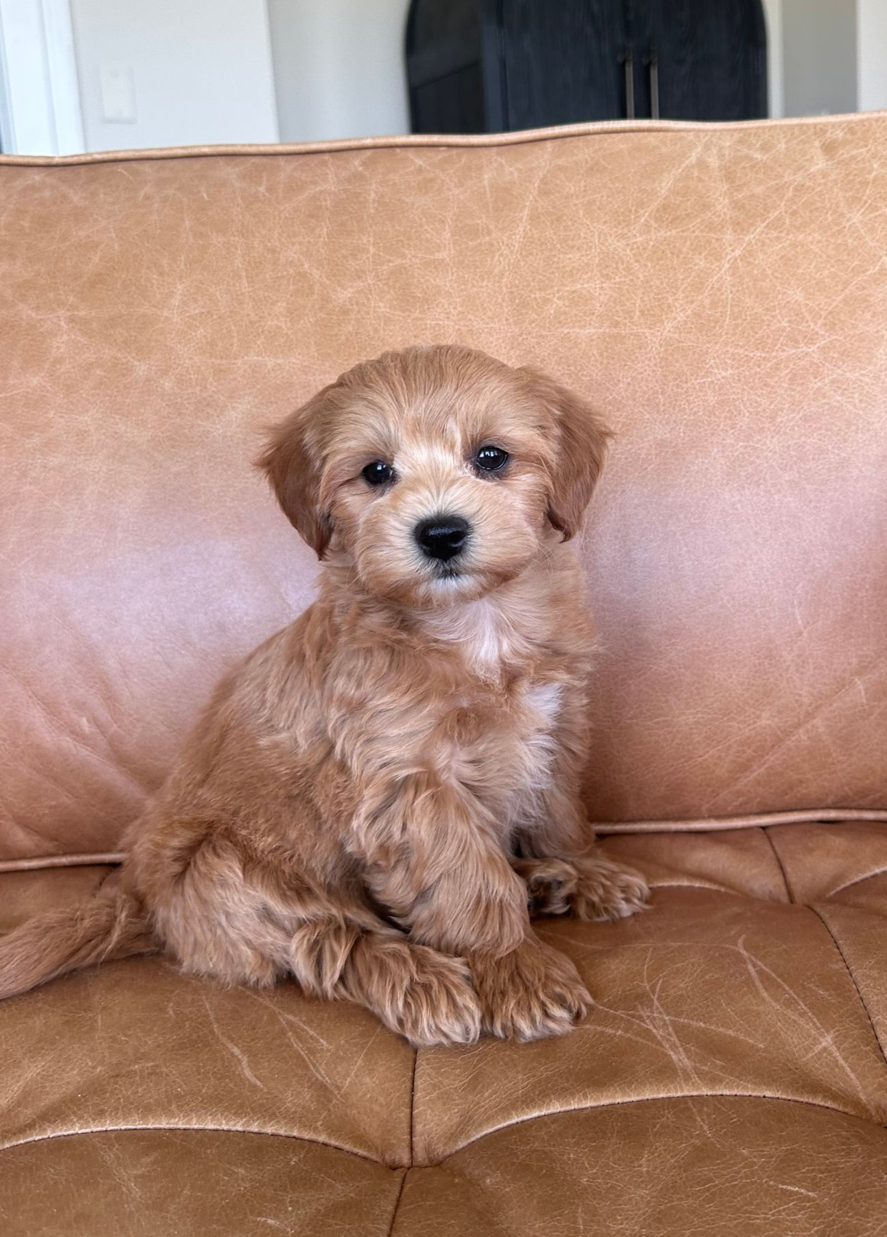 maltipoo puppies for sale, maltipoo puppies, maltese poodle, maltipoo, teddybear puppies for sale, teddybear puppies, puppies for sale, maltipoo breeder, multipoo puppies, multipooh, breeder of ,maltipoo puppies, 
