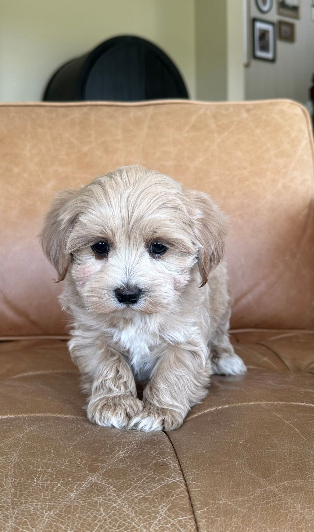maltipoo puppies for sale, maltipoo puppies, maltese poodle, maltipoo, teddybear puppies for sale, teddybear puppies, puppies for sale, maltipoo breeder, multipoo puppies, multipooh, breeder of ,maltipoo puppies