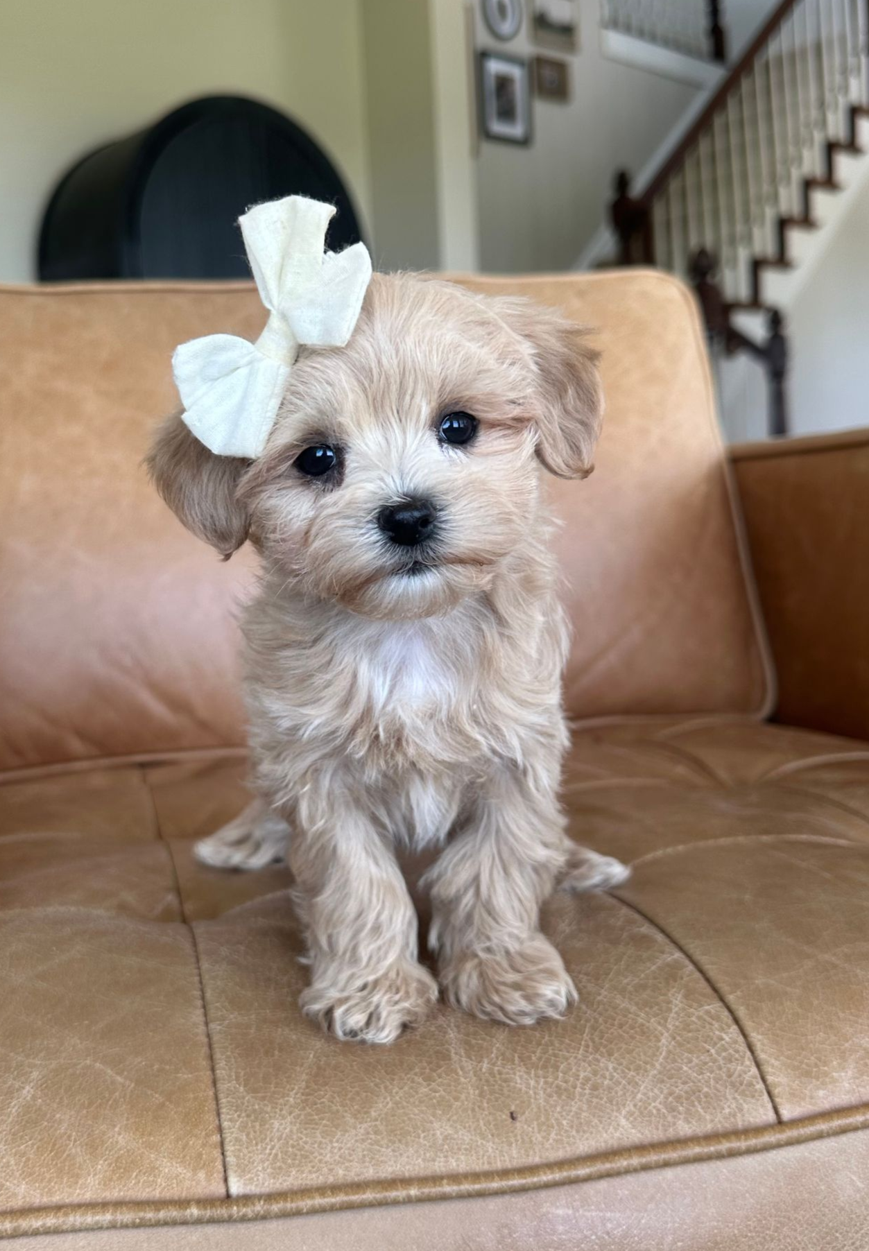 maltipoo puppies for sale, maltipoo puppies, maltese poodle, maltipoo, teddybear puppies for sale, teddybear puppies, puppies for sale, maltipoo breeder, multipoo puppies, multipooh, breeder of ,maltipoo puppies