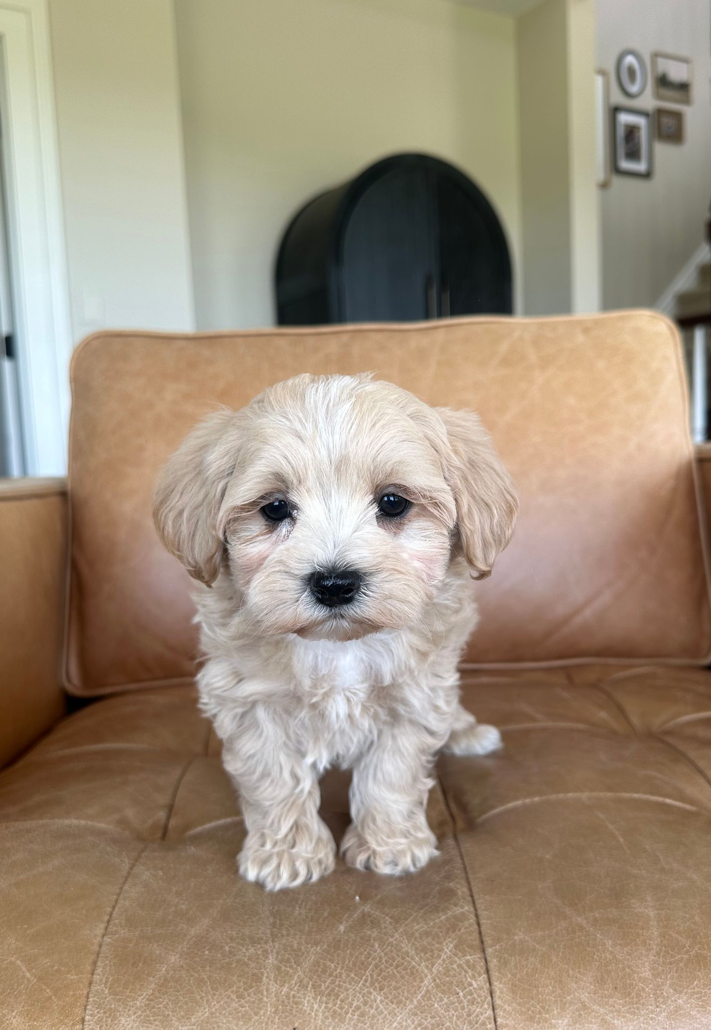 maltipoo puppies for sale, maltipoo puppies, maltese poodle, maltipoo, teddybear puppies for sale, teddybear puppies, puppies for sale, maltipoo breeder, multipoo puppies, multipooh, breeder of ,maltipoo puppies
