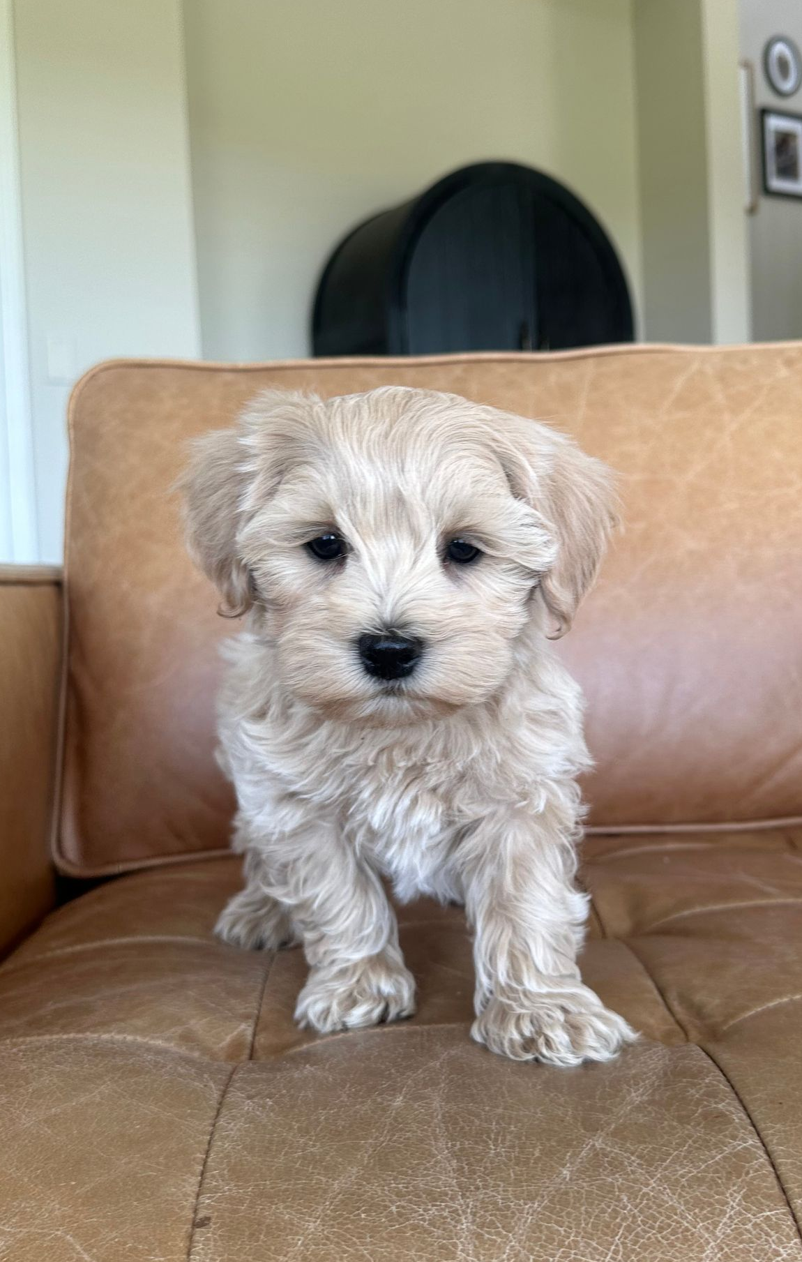 maltipoo puppies for sale, maltipoo puppies, maltese poodle, maltipoo, teddybear puppies for sale, teddybear puppies, puppies for sale, maltipoo breeder, multipoo puppies, multipooh, breeder of ,maltipoo puppies