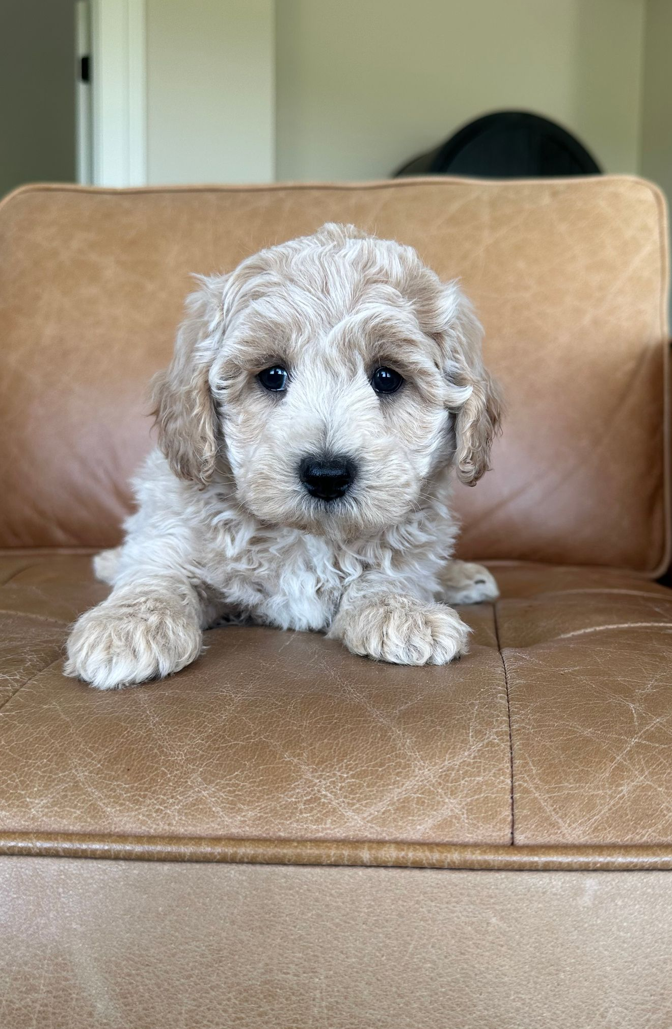 Poochon Puppies for sale, poochon puppies, bichpoo puppies, teddybear puppies for sale, teddybear puppies, teddybear puppy breeder, poochon breeder, puppies for sale