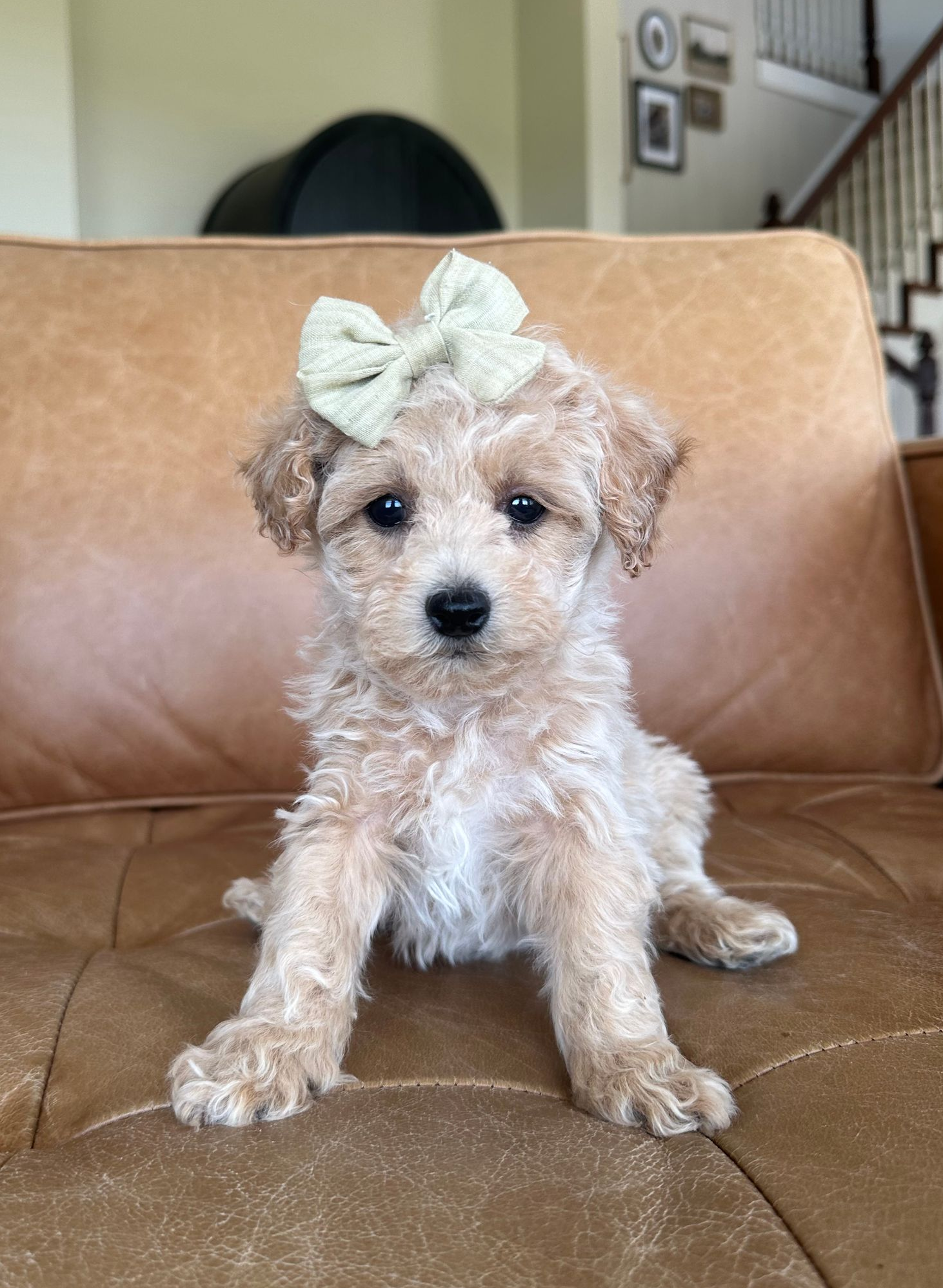 Poochon Puppies for sale, poochon puppies, bichpoo puppies, teddybear puppies for sale, teddybear puppies, teddybear puppy breeder, poochon breeder, puppies for sale