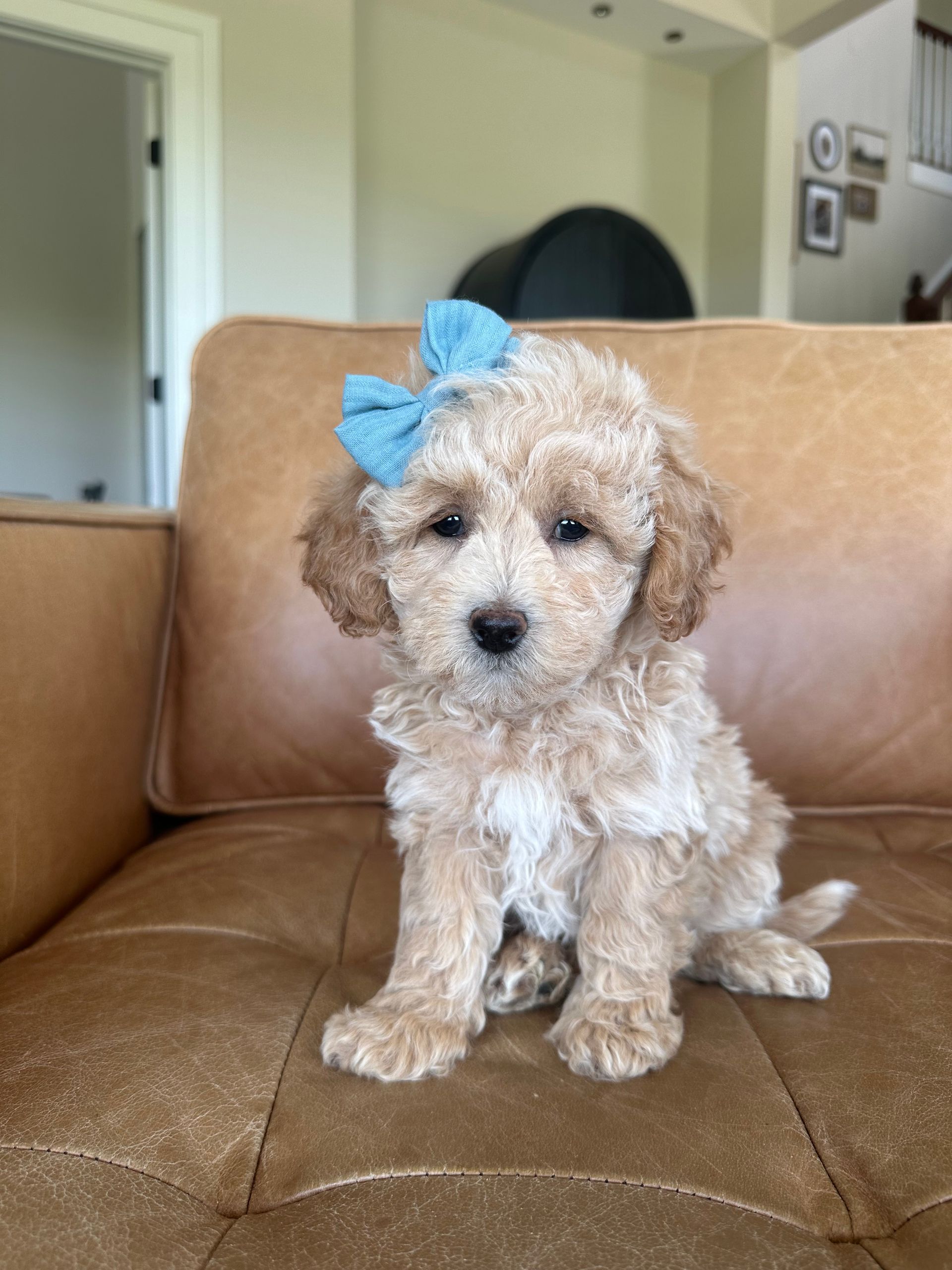 Poochon Puppies for sale, poochon puppies, bichpoo puppies, teddybear puppies for sale, teddybear puppies, teddybear puppy breeder, poochon breeder, puppies for sale