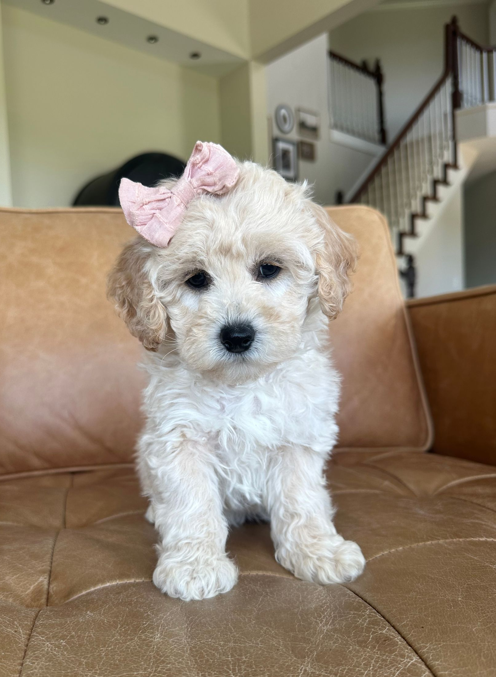 Poochon Puppies for sale, poochon puppies, bichpoo puppies, teddybear puppies for sale, teddybear puppies, teddybear puppy breeder, poochon breeder, puppies for sale