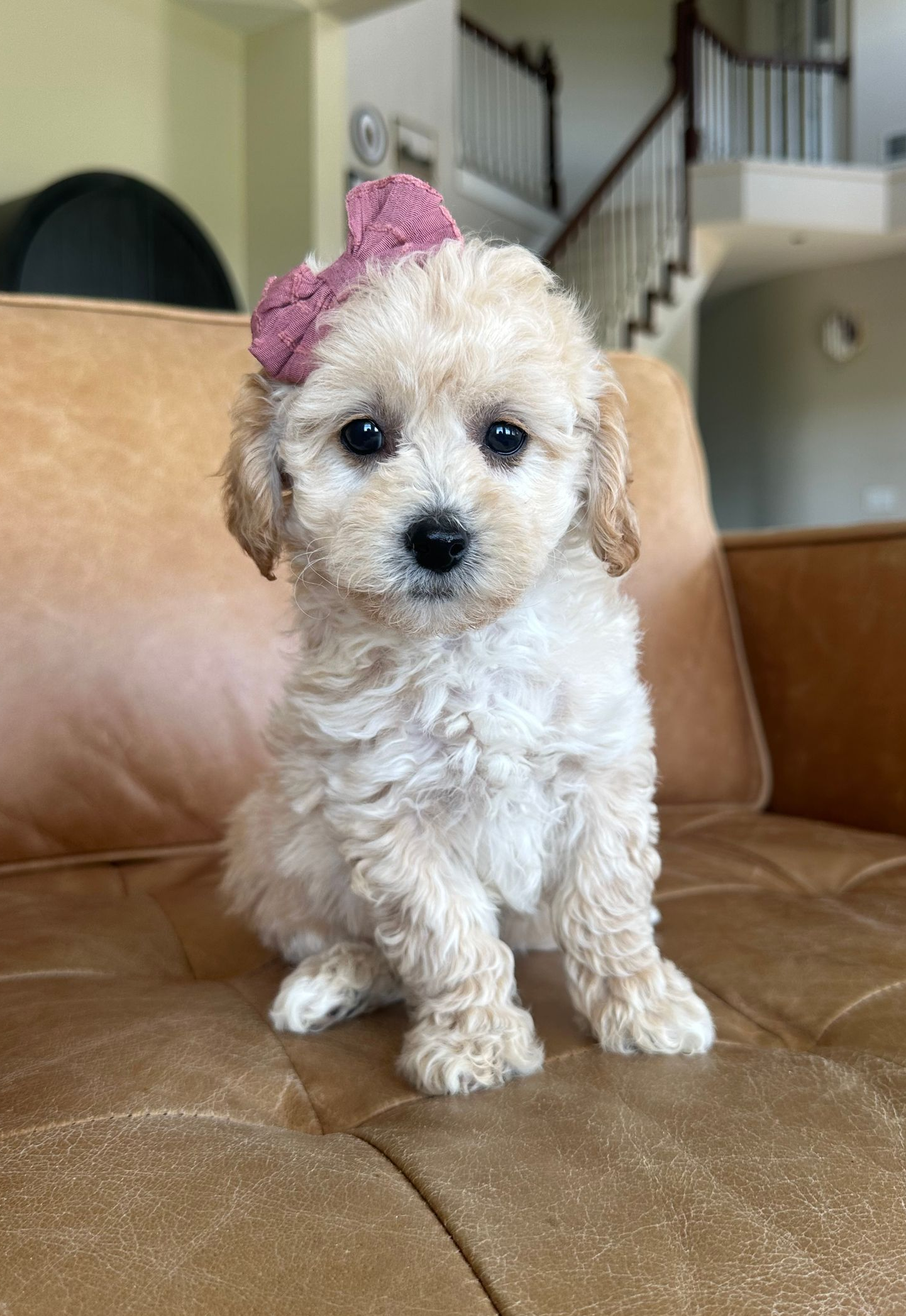 Poochon Puppies for sale, poochon puppies, bichpoo puppies, teddybear puppies for sale, teddybear puppies, teddybear puppy breeder, poochon breeder, puppies for sale