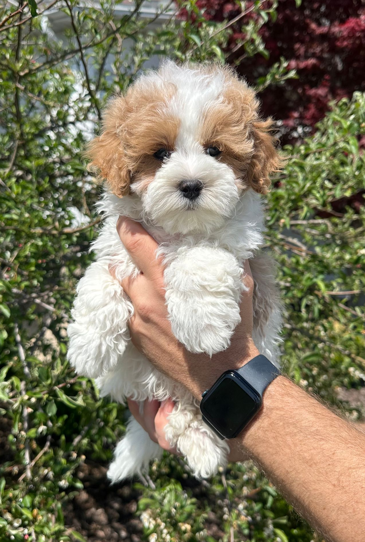 maltipoo puppies for sale, maltipoo puppies, maltese poodle, maltipoo, teddybear puppies for sale, teddybear puppies, puppies for sale, maltipoo breeder, multipoo puppies, multipooh, breeder of ,maltipoo puppies, 