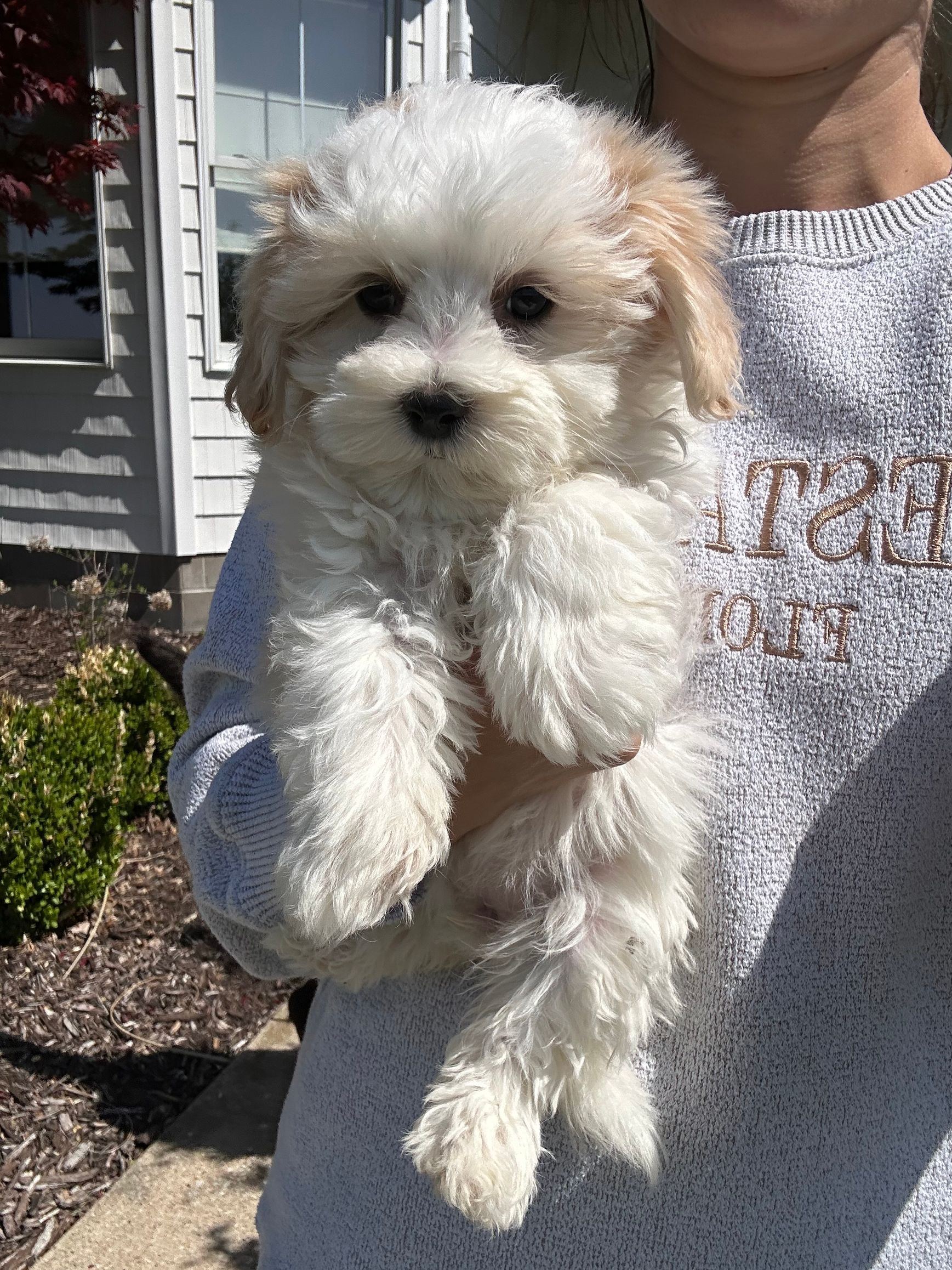 maltipoo puppies for sale, maltipoo puppies, maltese poodle, maltipoo, teddybear puppies for sale, teddybear puppies, puppies for sale, maltipoo breeder, multipoo puppies, multipooh, breeder of ,maltipoo puppies